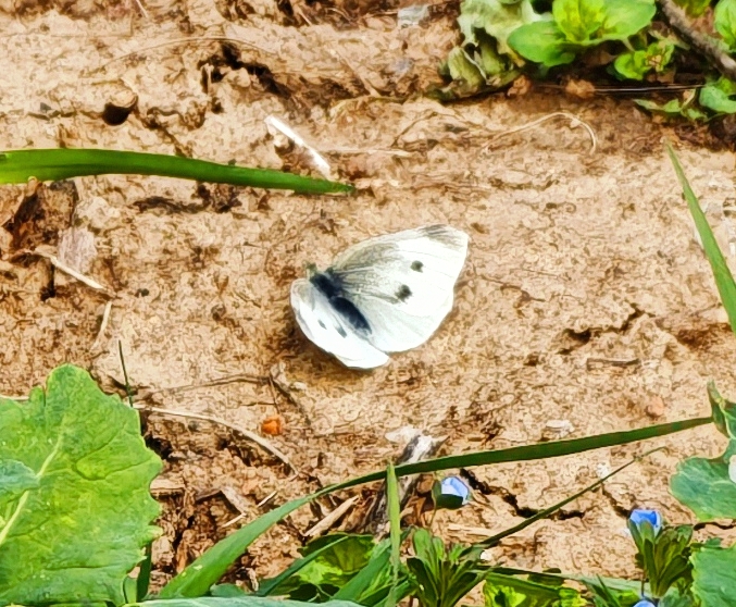 菜粉蝶