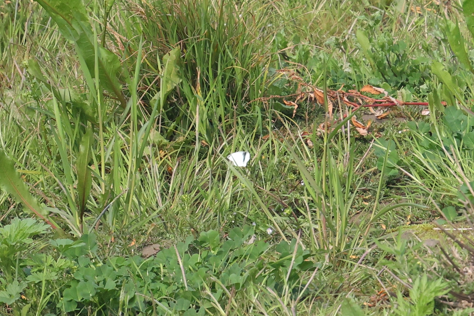 菜粉蝶
