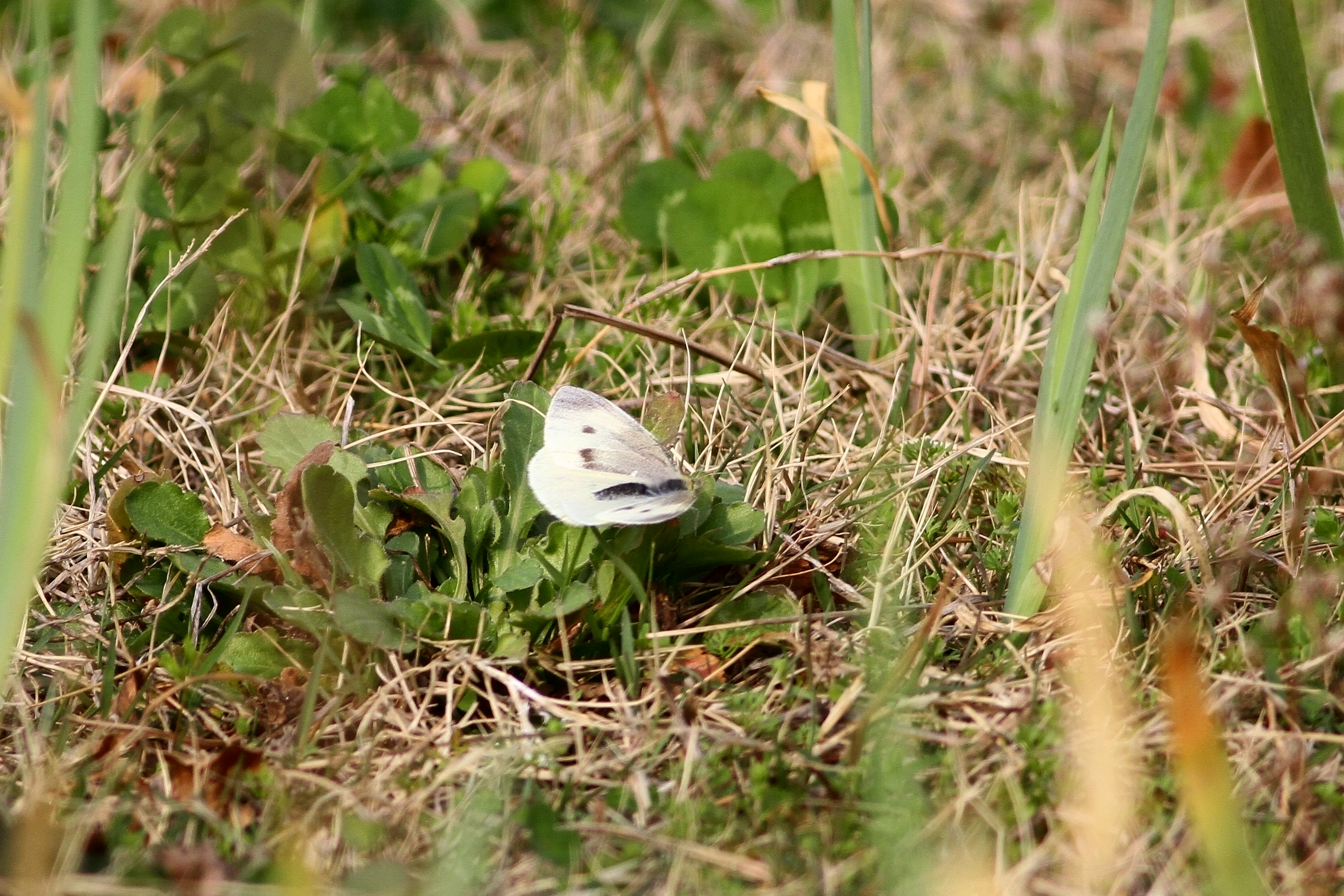 菜粉蝶