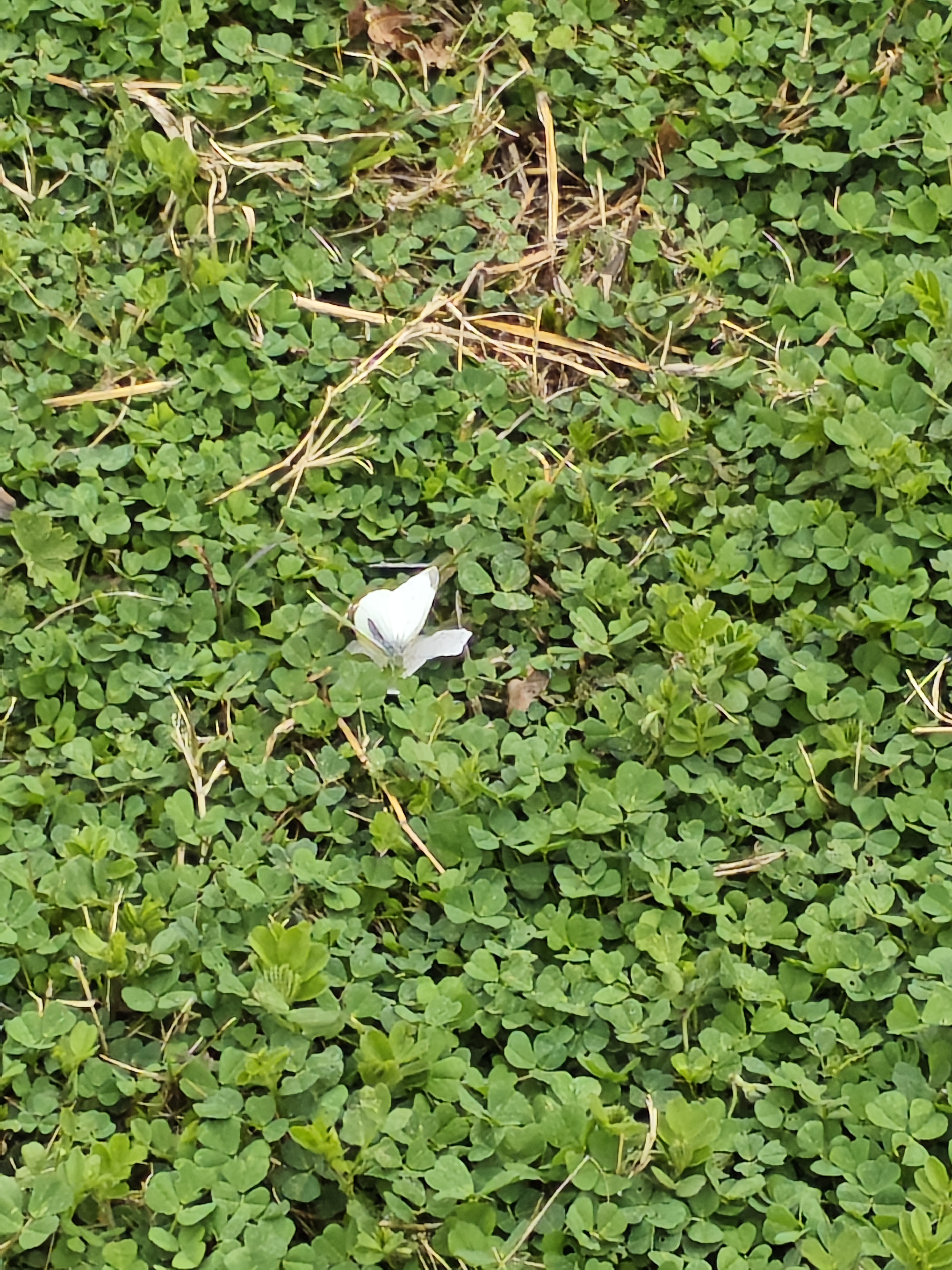 菜粉蝶