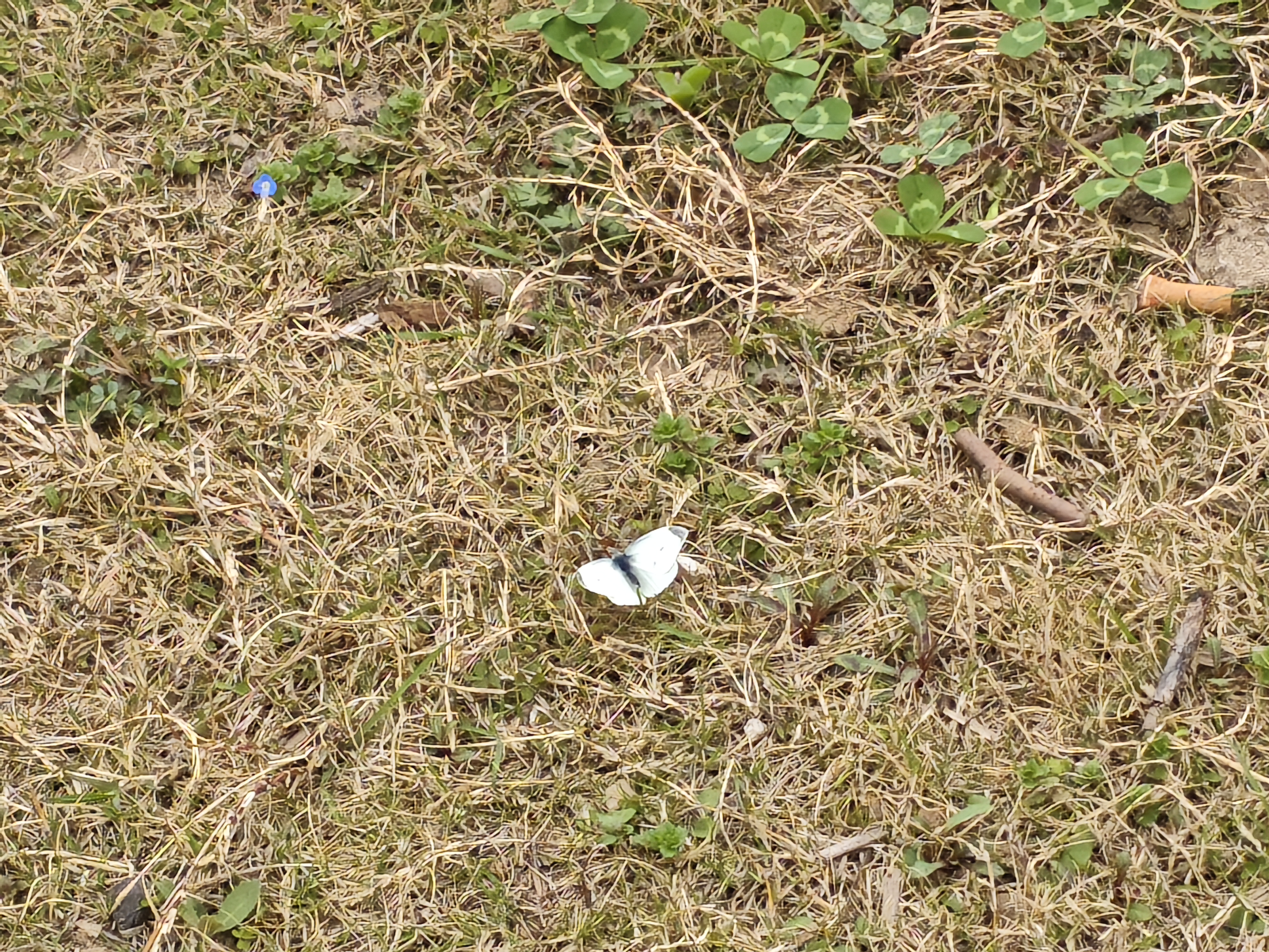 菜粉蝶
