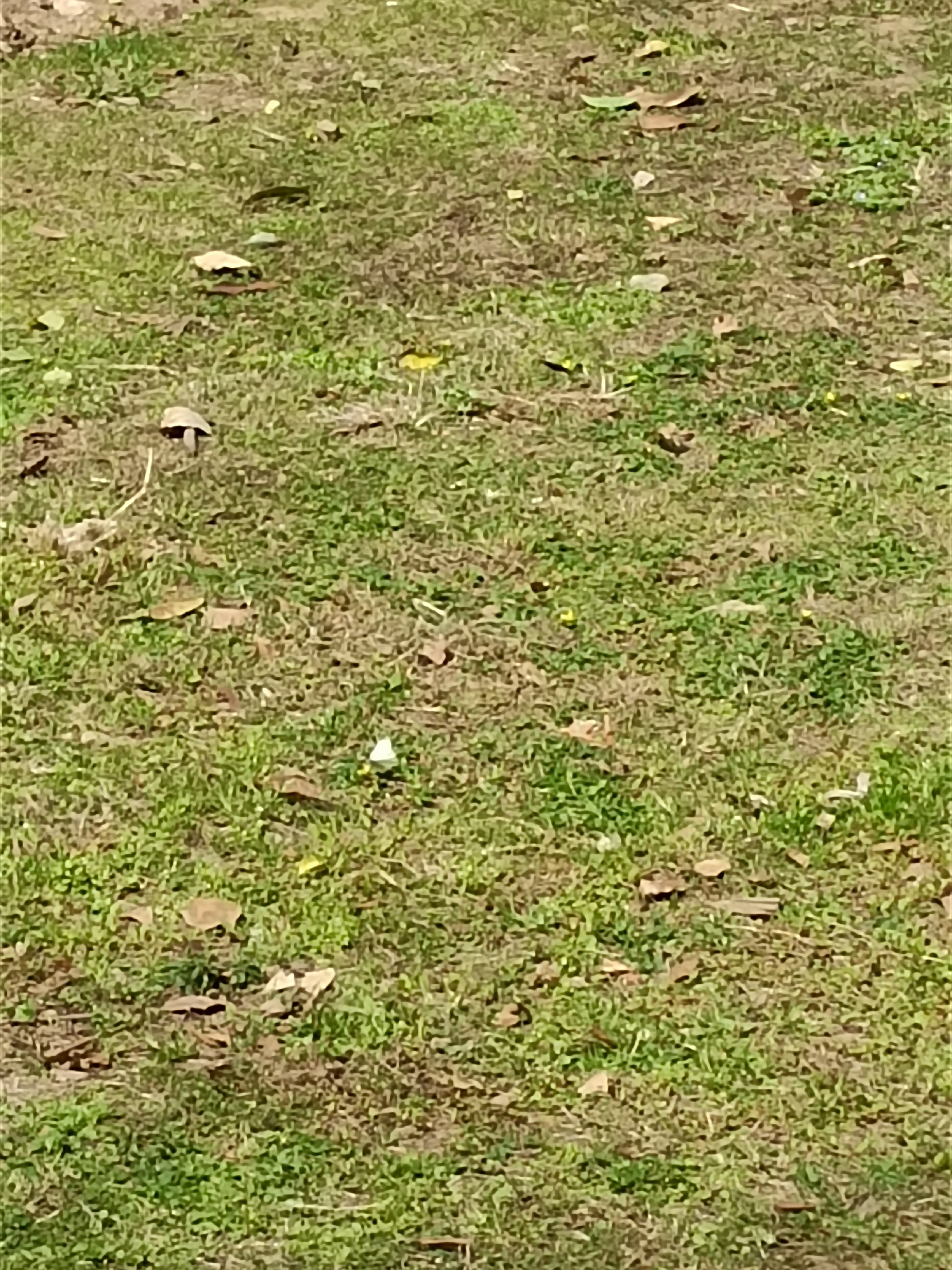 菜粉蝶