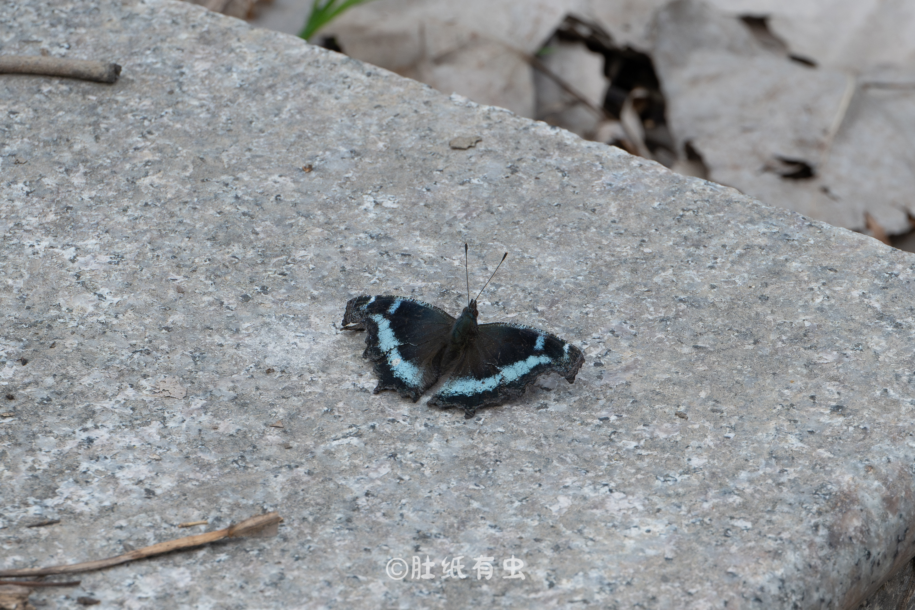 琉璃蛱蝶
