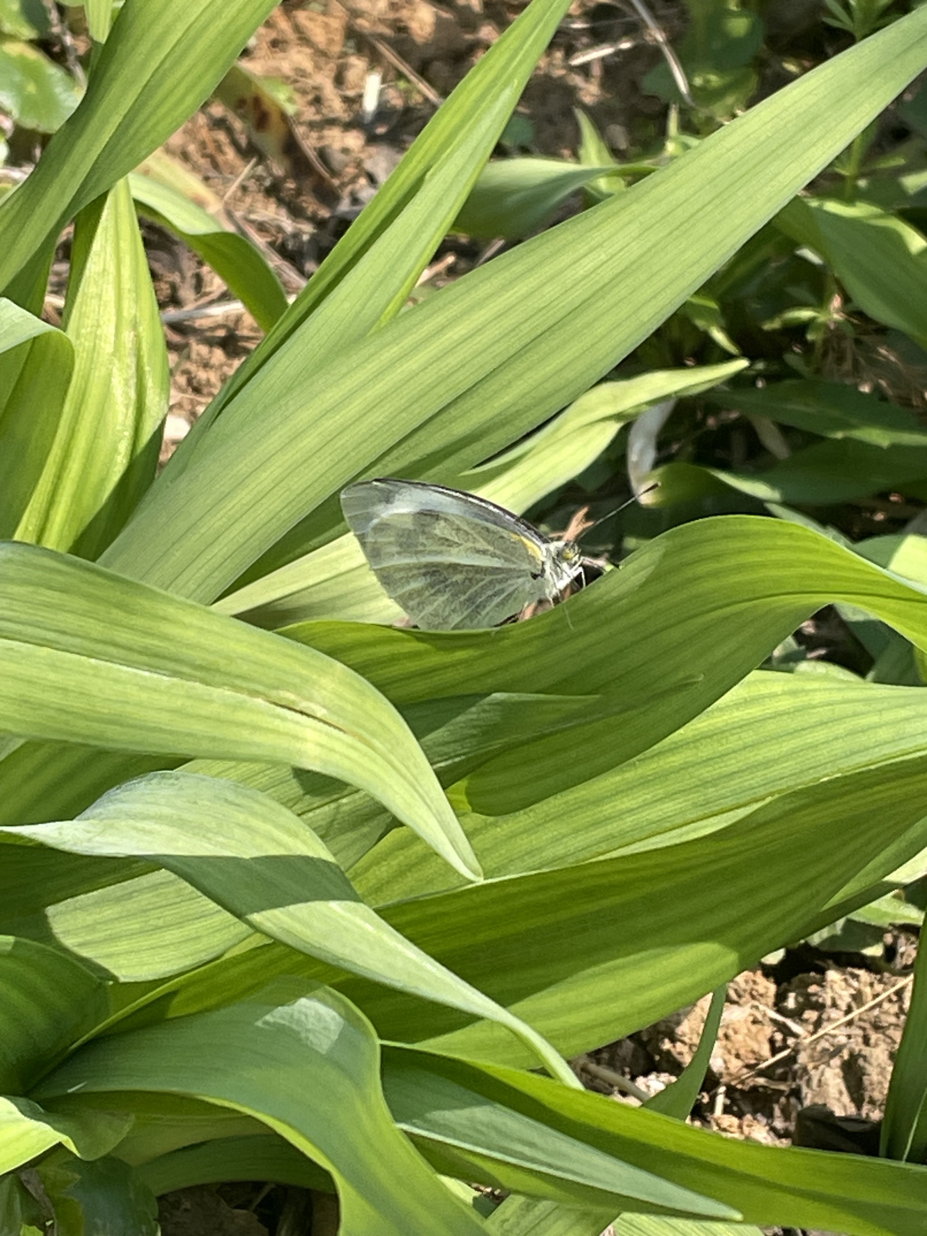 东方菜粉蝶