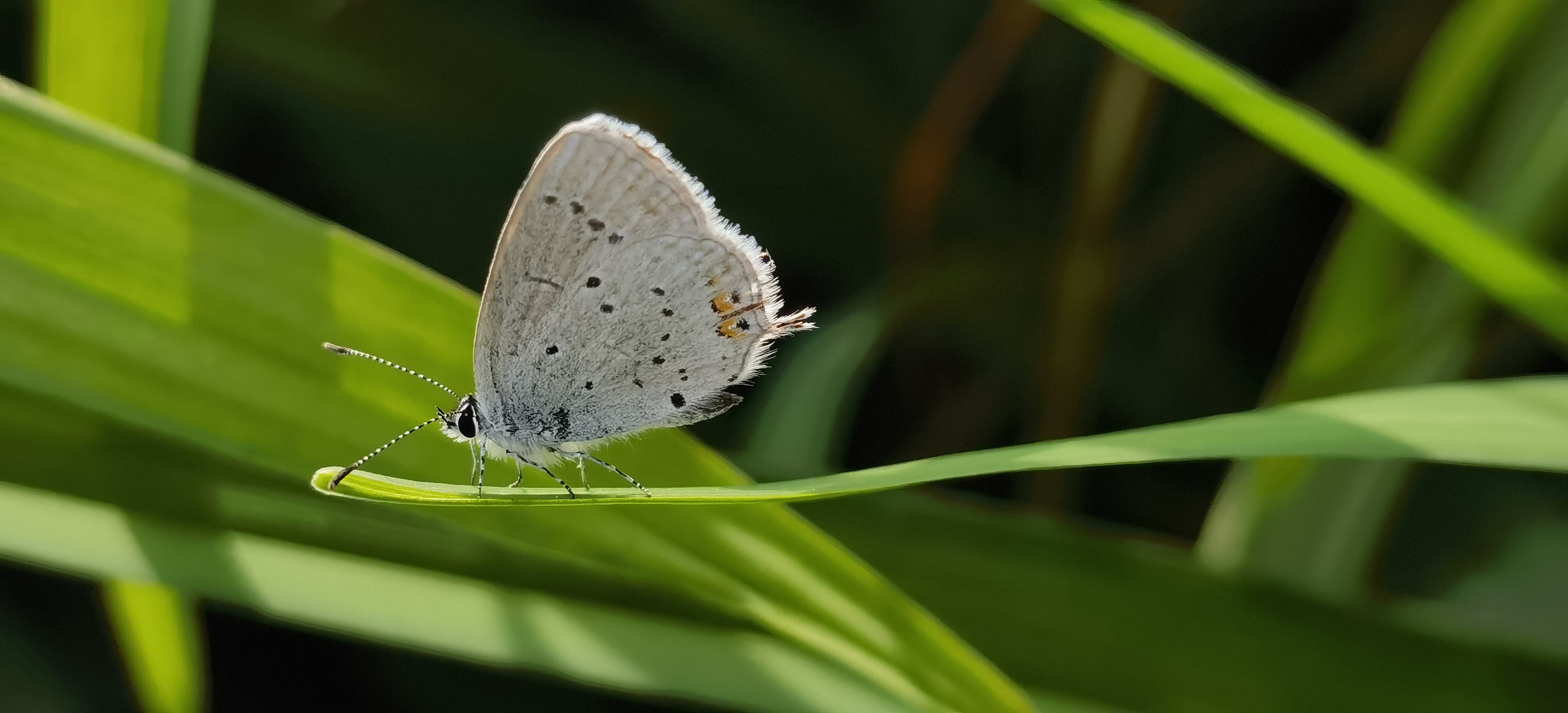 蓝灰蝶