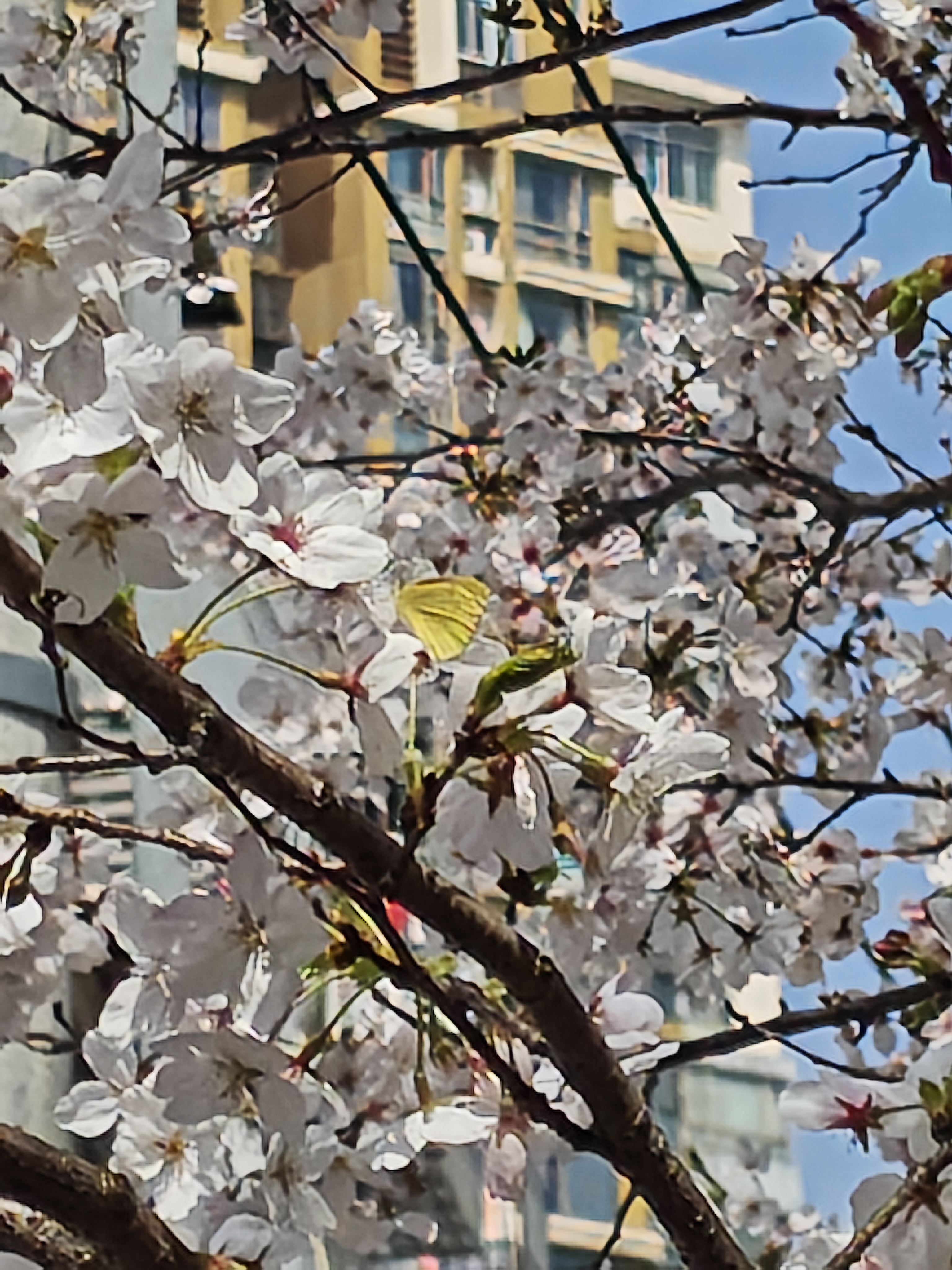 菜粉蝶