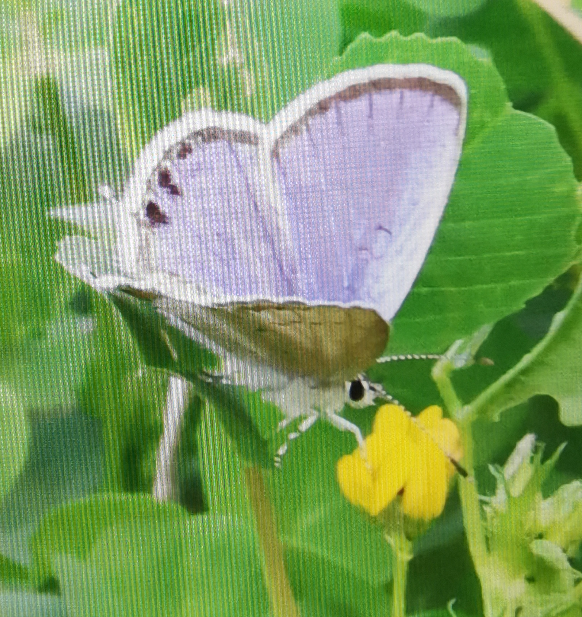 蓝灰蝶