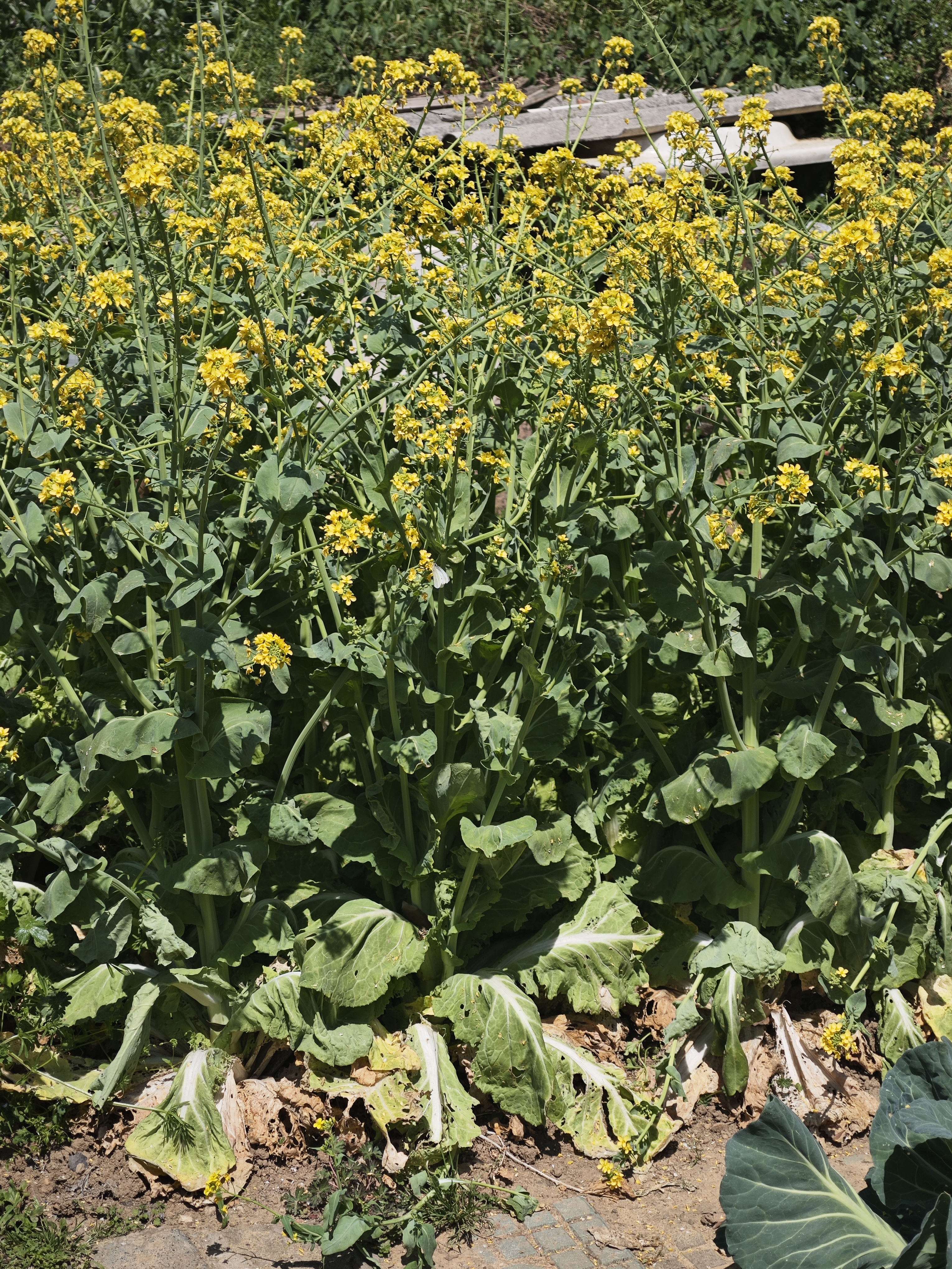 菜粉蝶