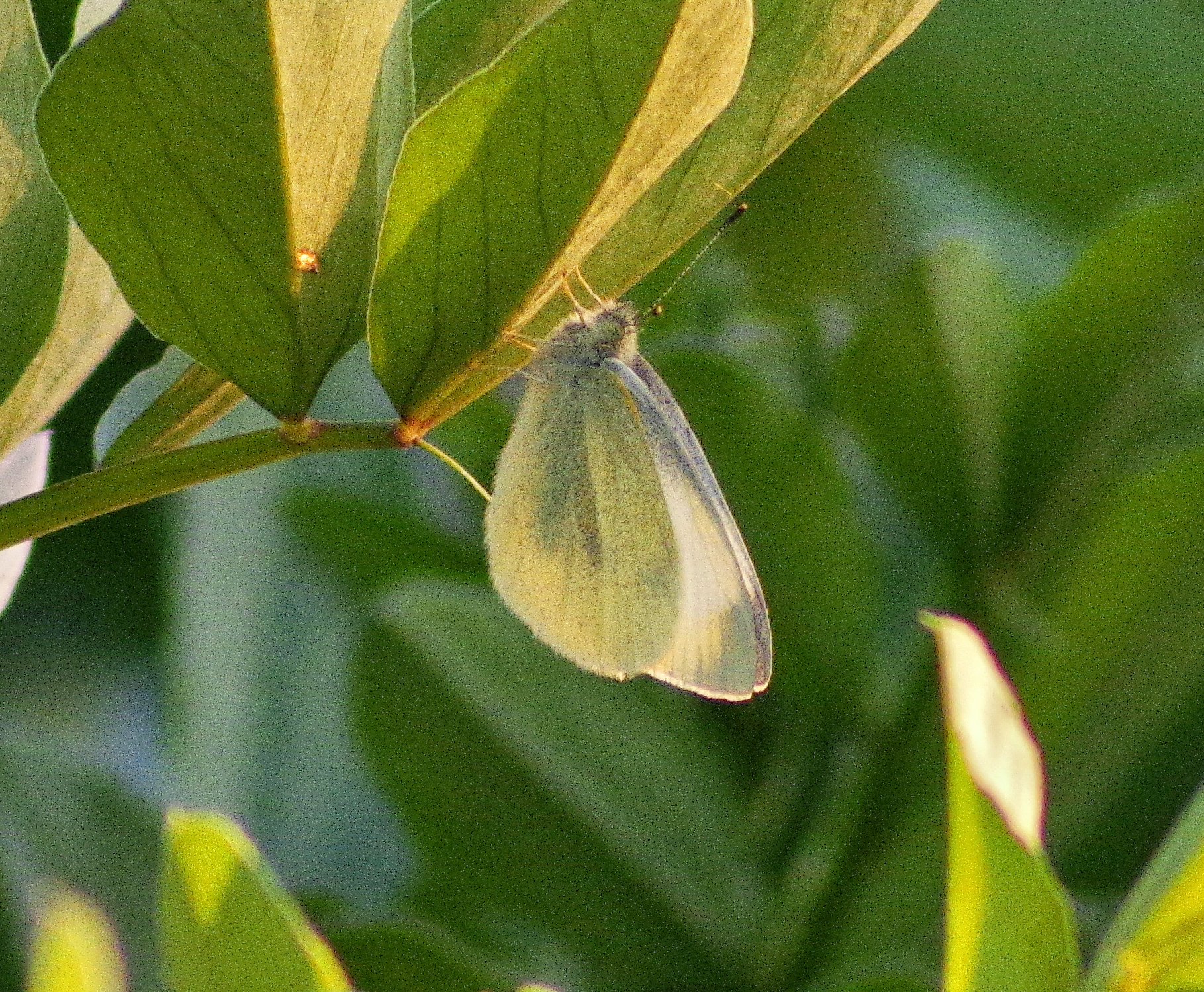 菜粉蝶