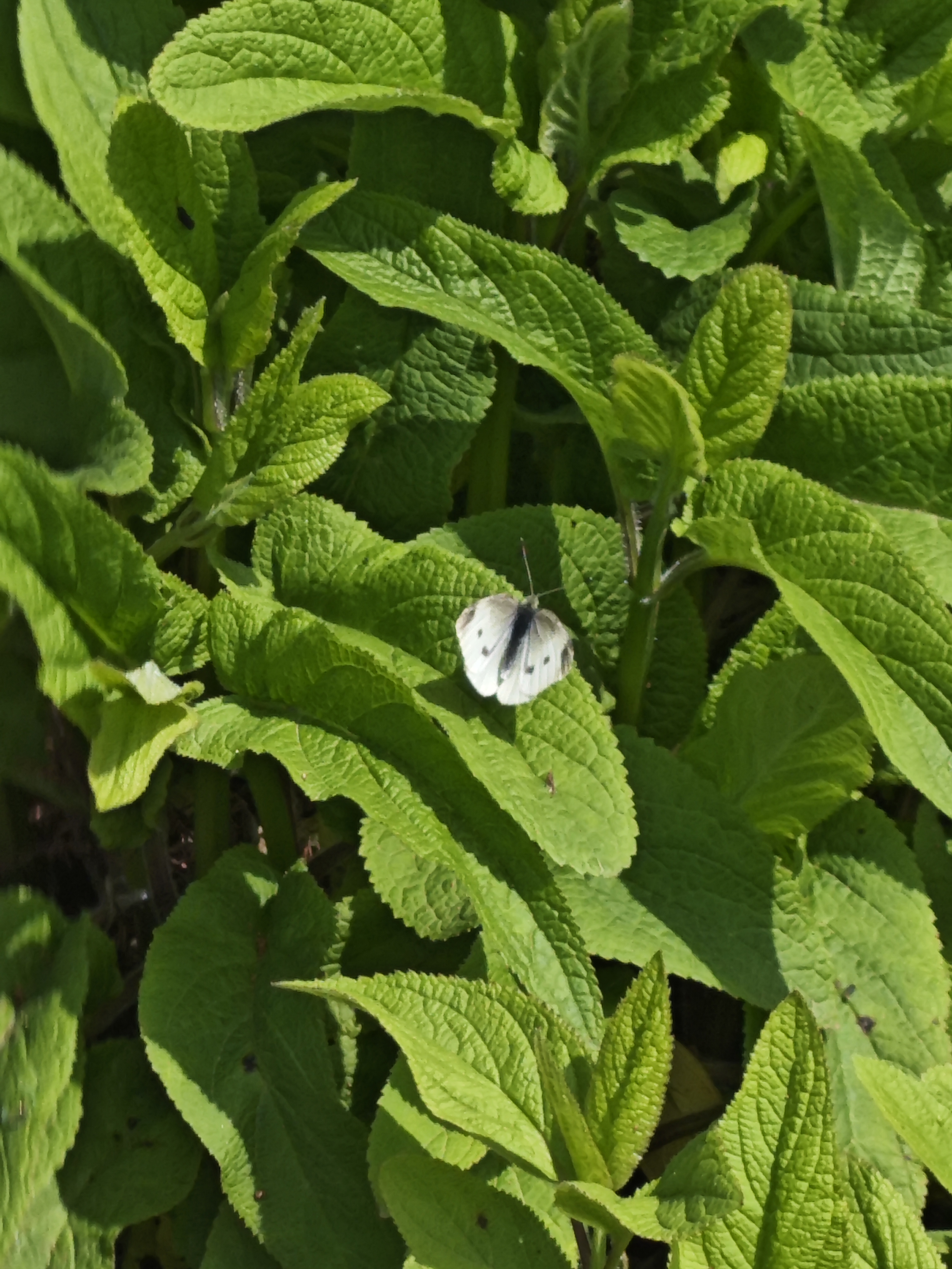 菜粉蝶
