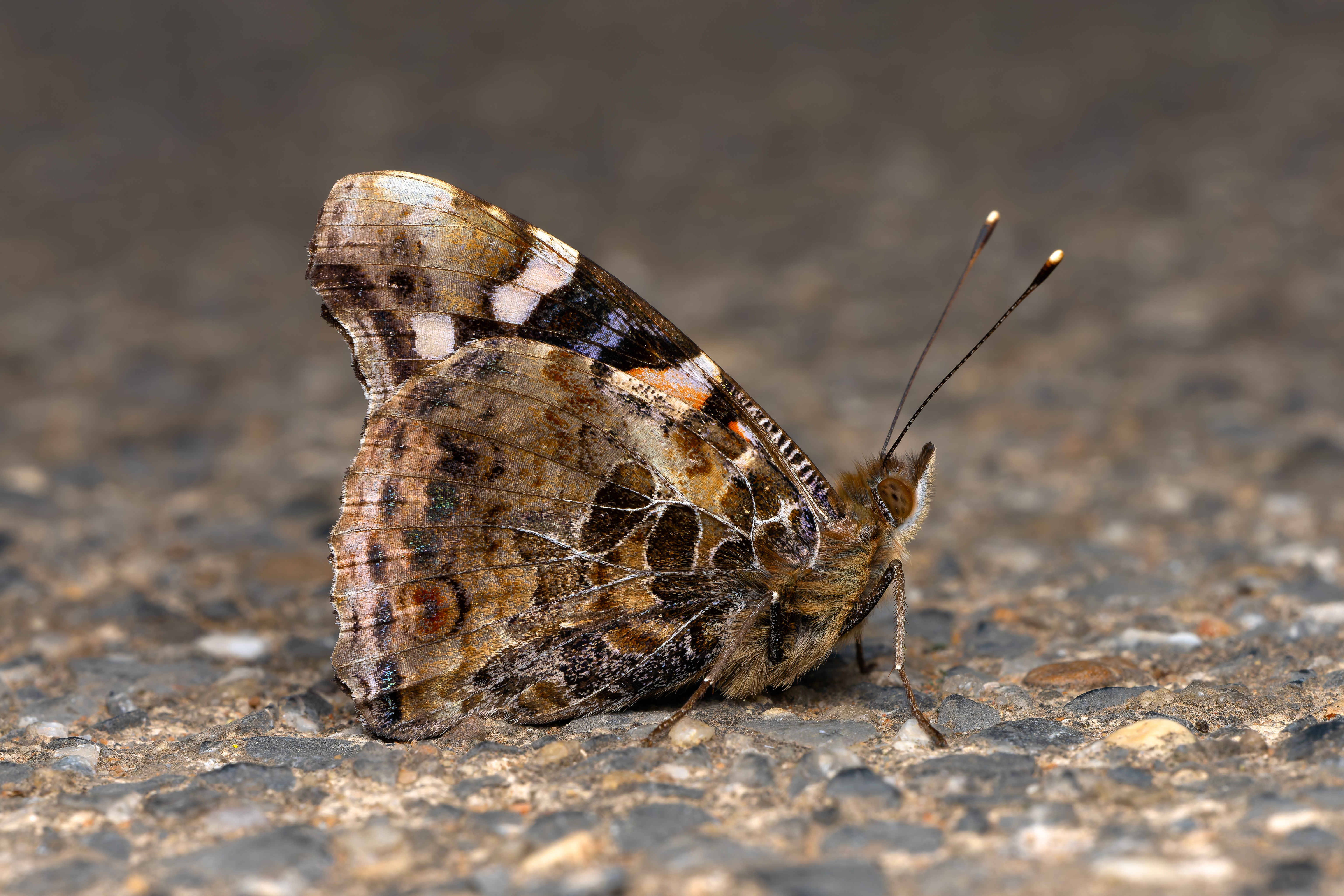 大红蛱蝶