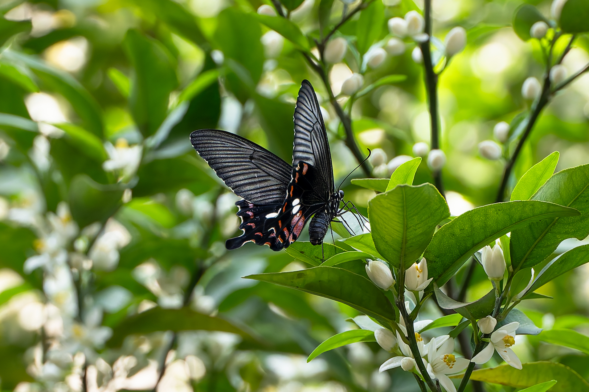 玉带凤蝶