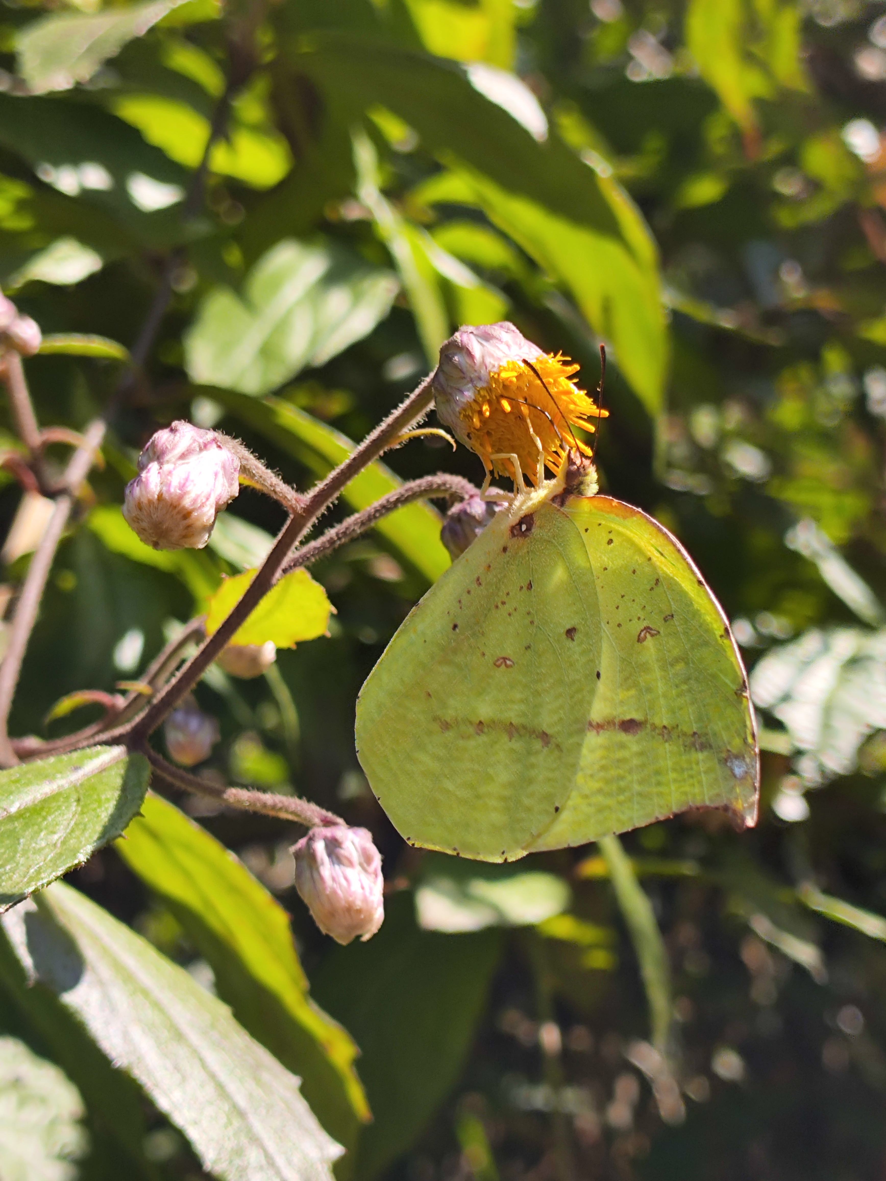 黑角方粉蝶