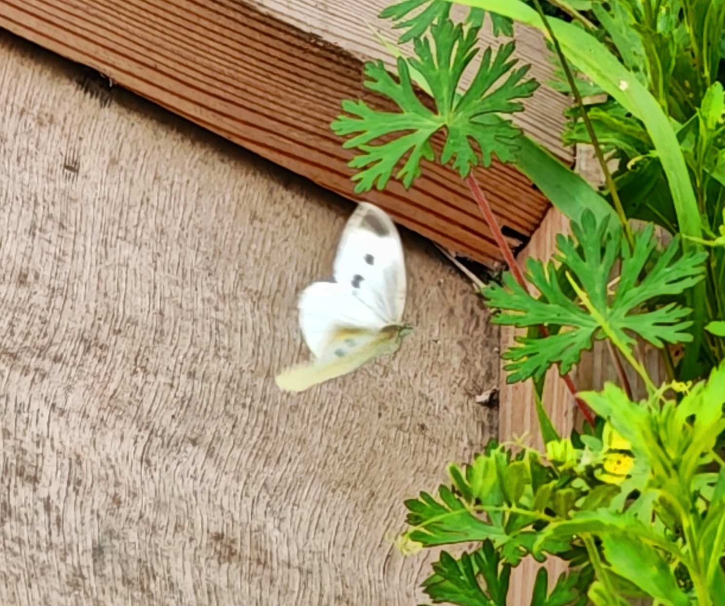 菜粉蝶
