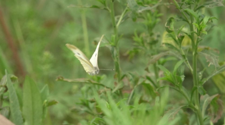 菜粉蝶