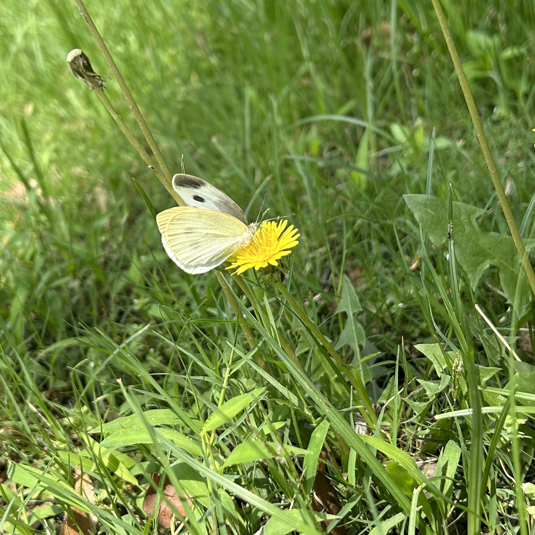 菜粉蝶