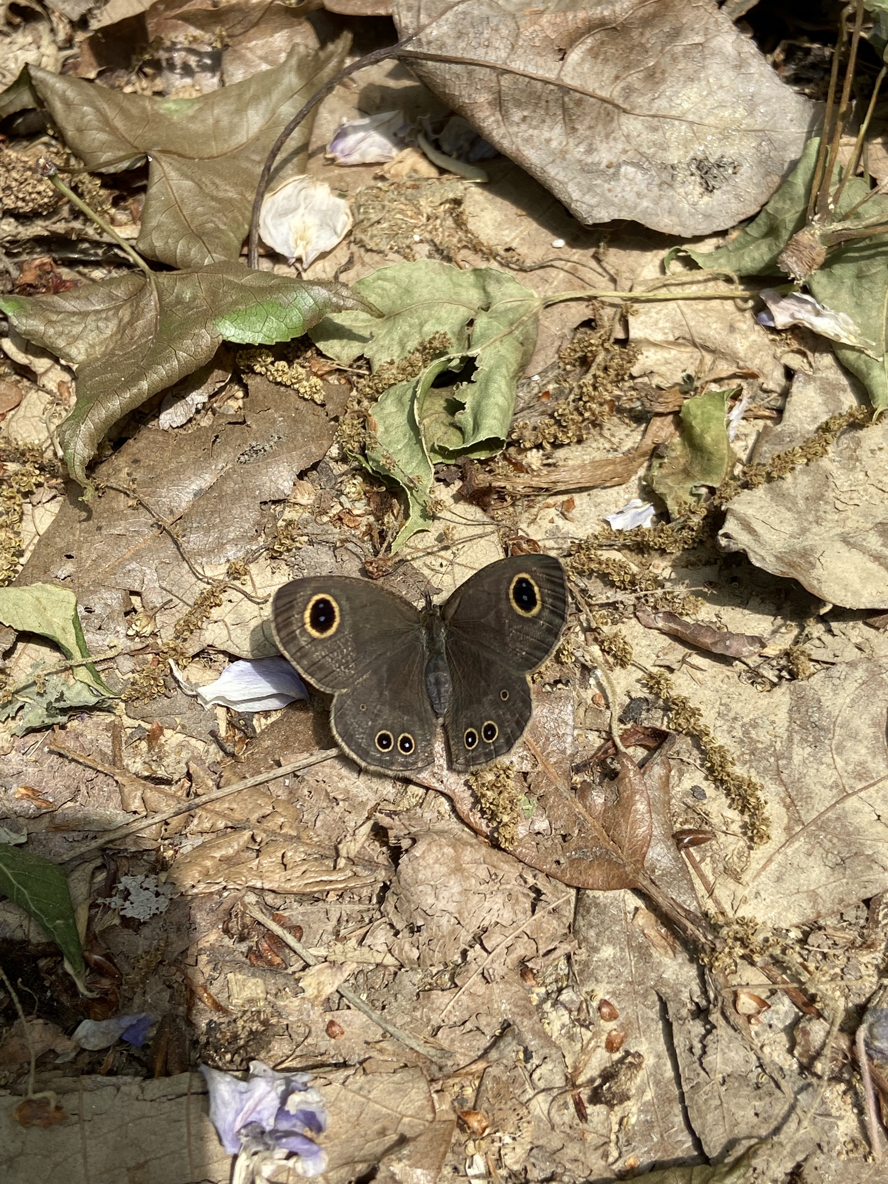 阿矍眼蝶