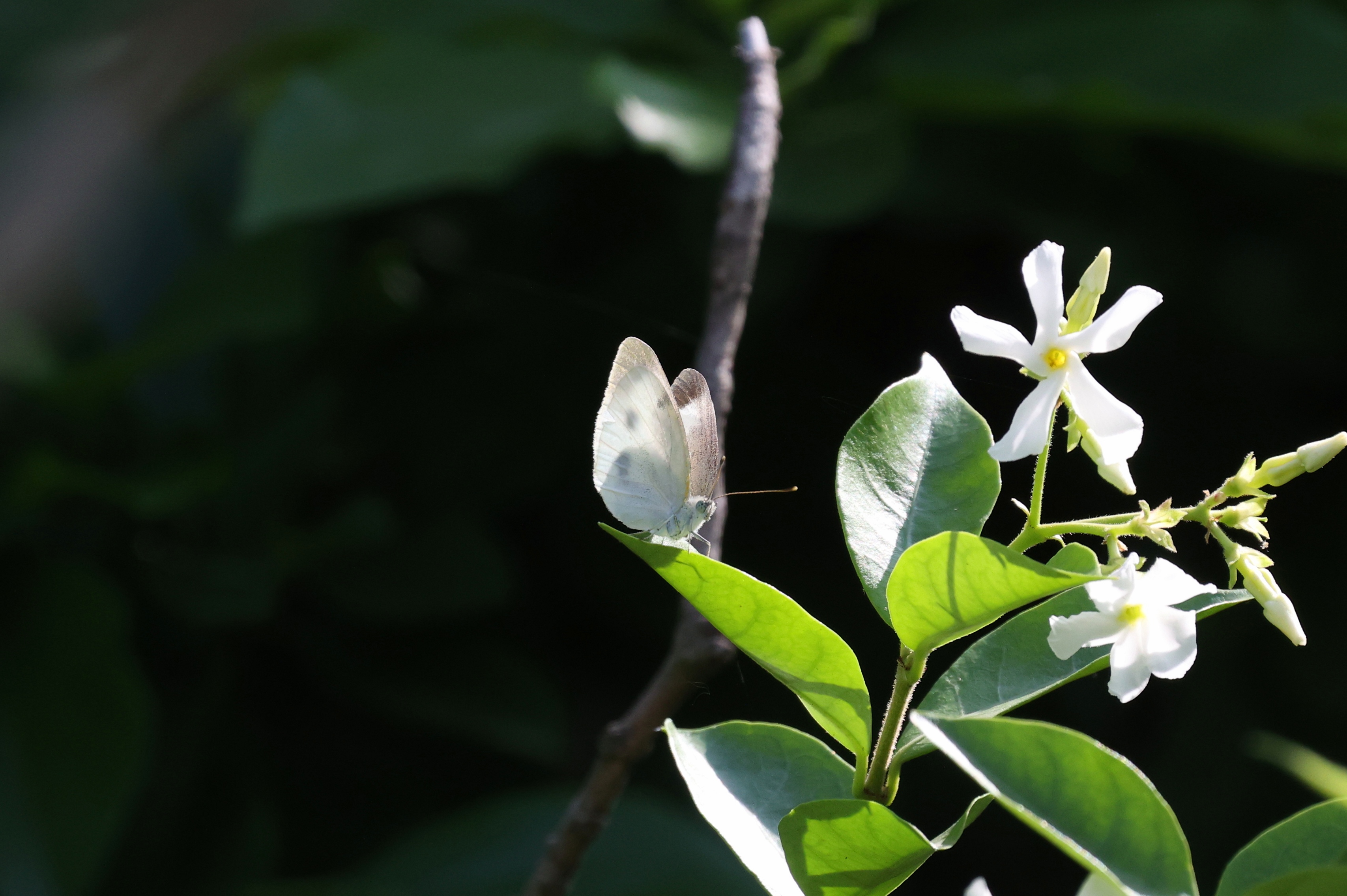 菜粉蝶