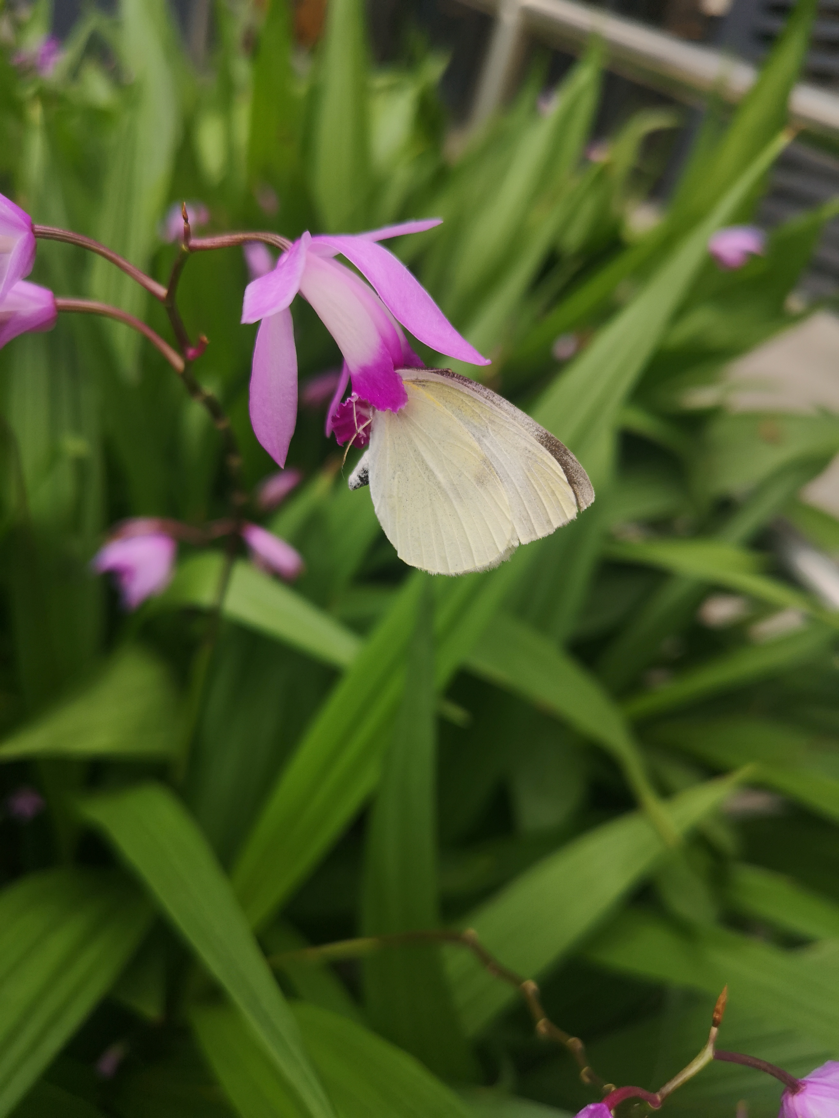 菜粉蝶