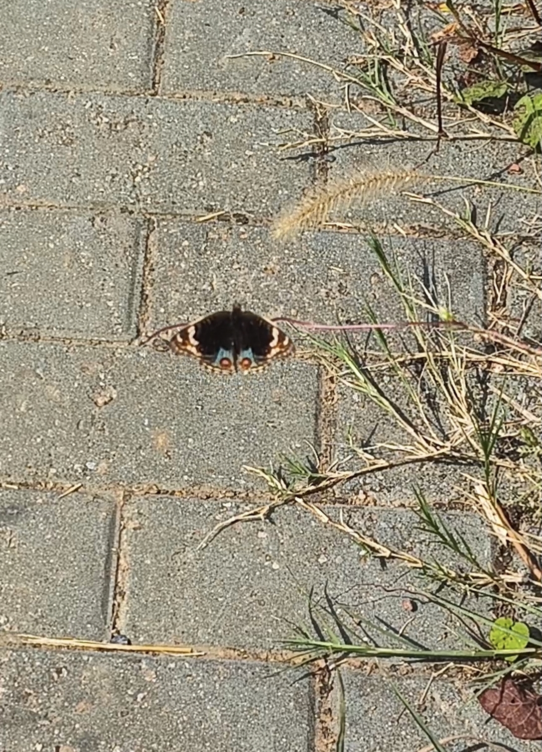 翠蓝眼蛱蝶