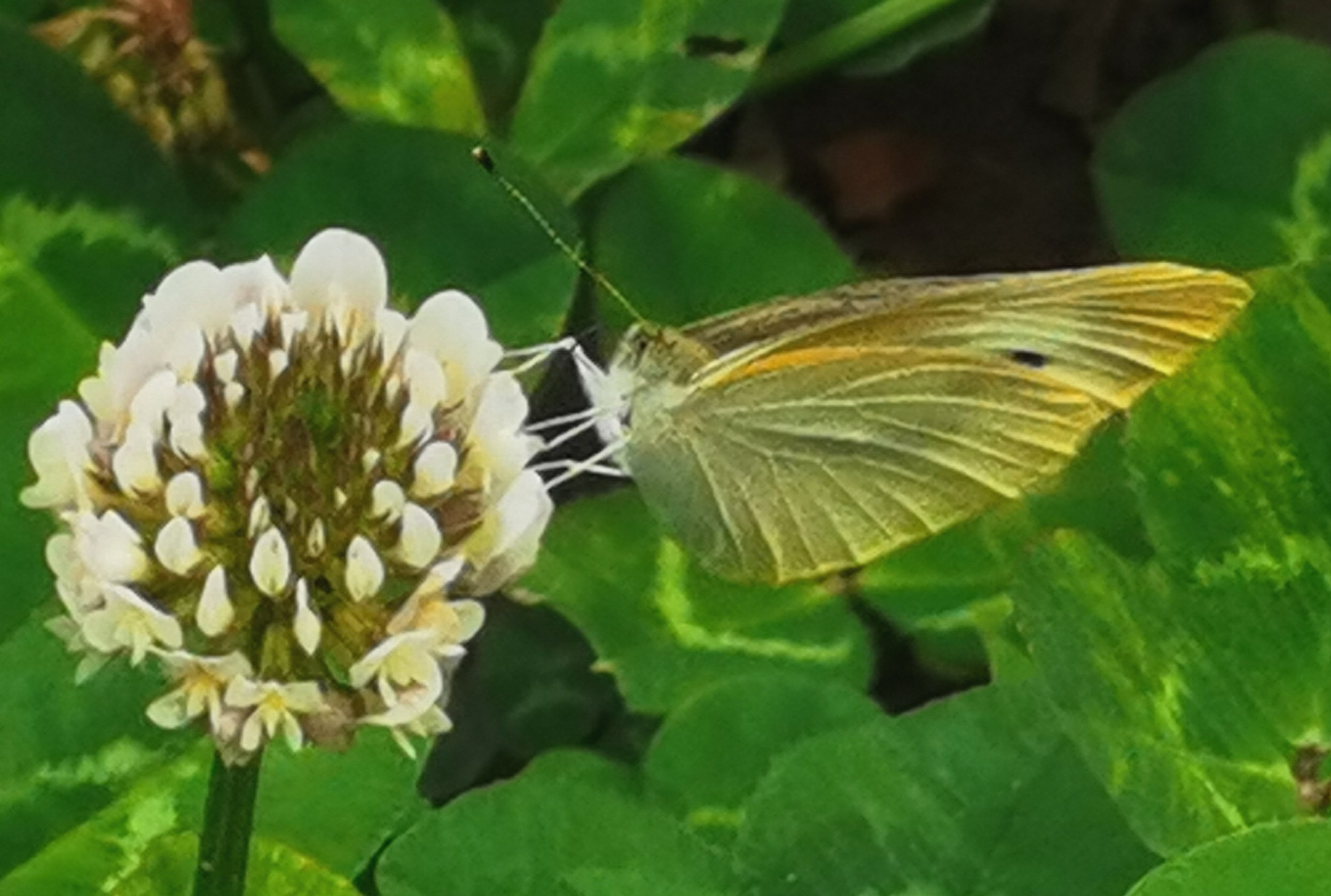 菜粉蝶