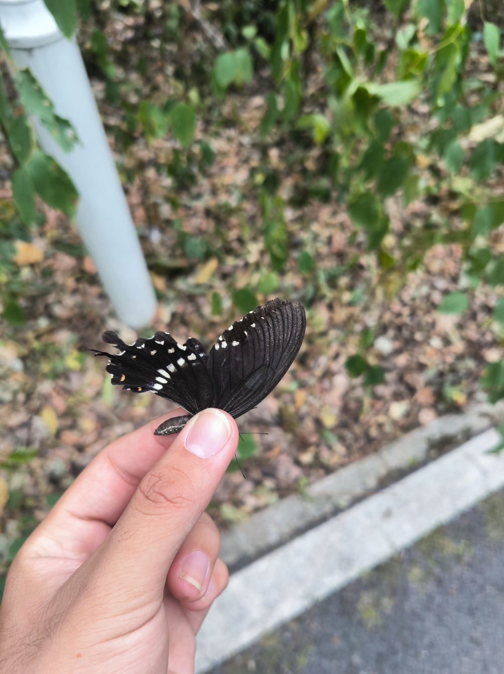 玉带凤蝶