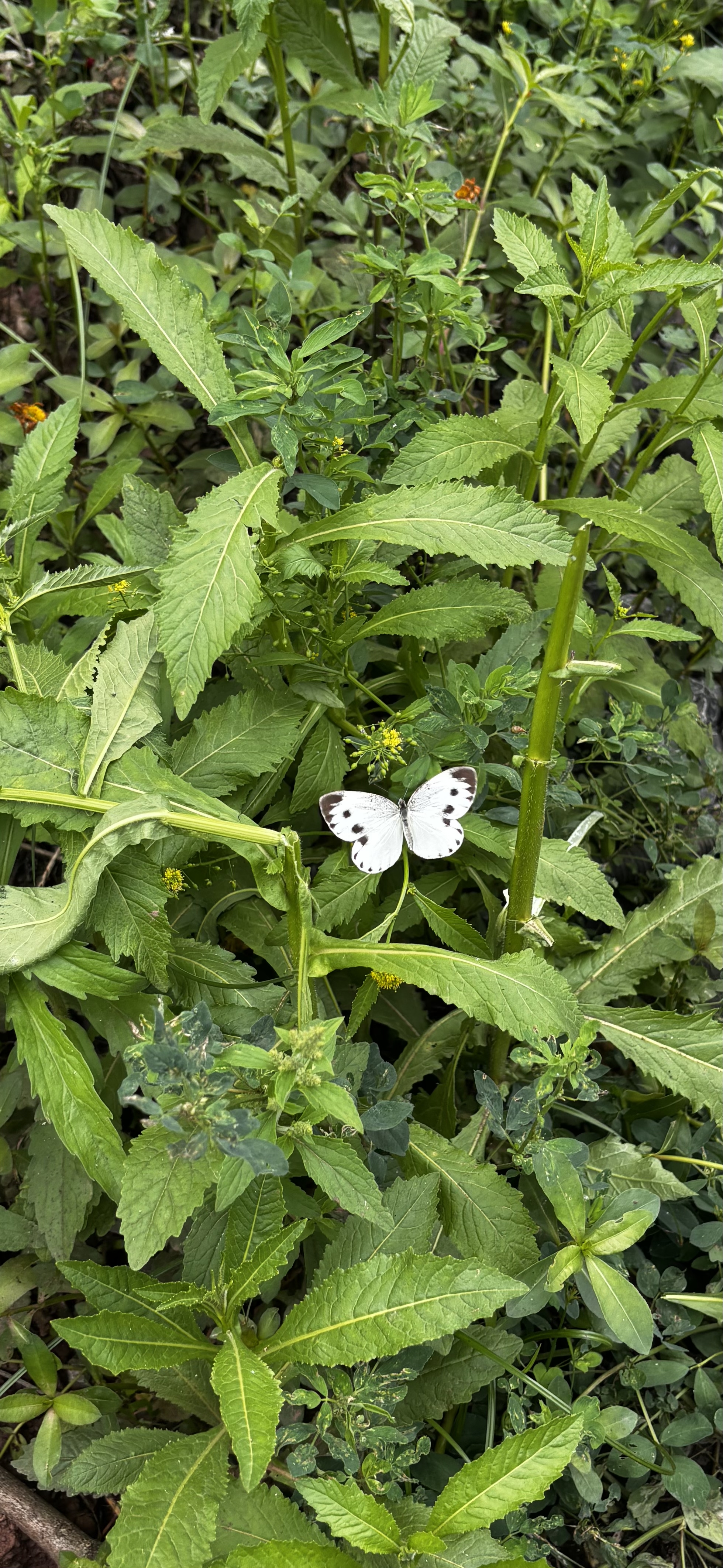 东方菜粉蝶