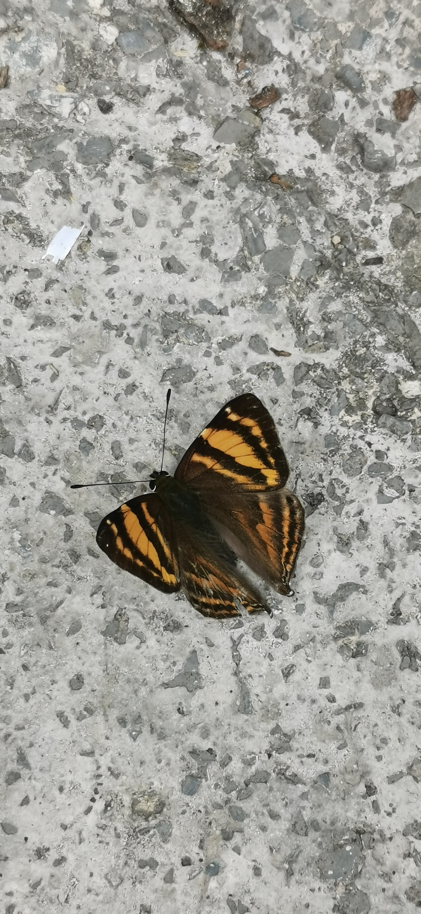 斜带缺尾蚬蝶