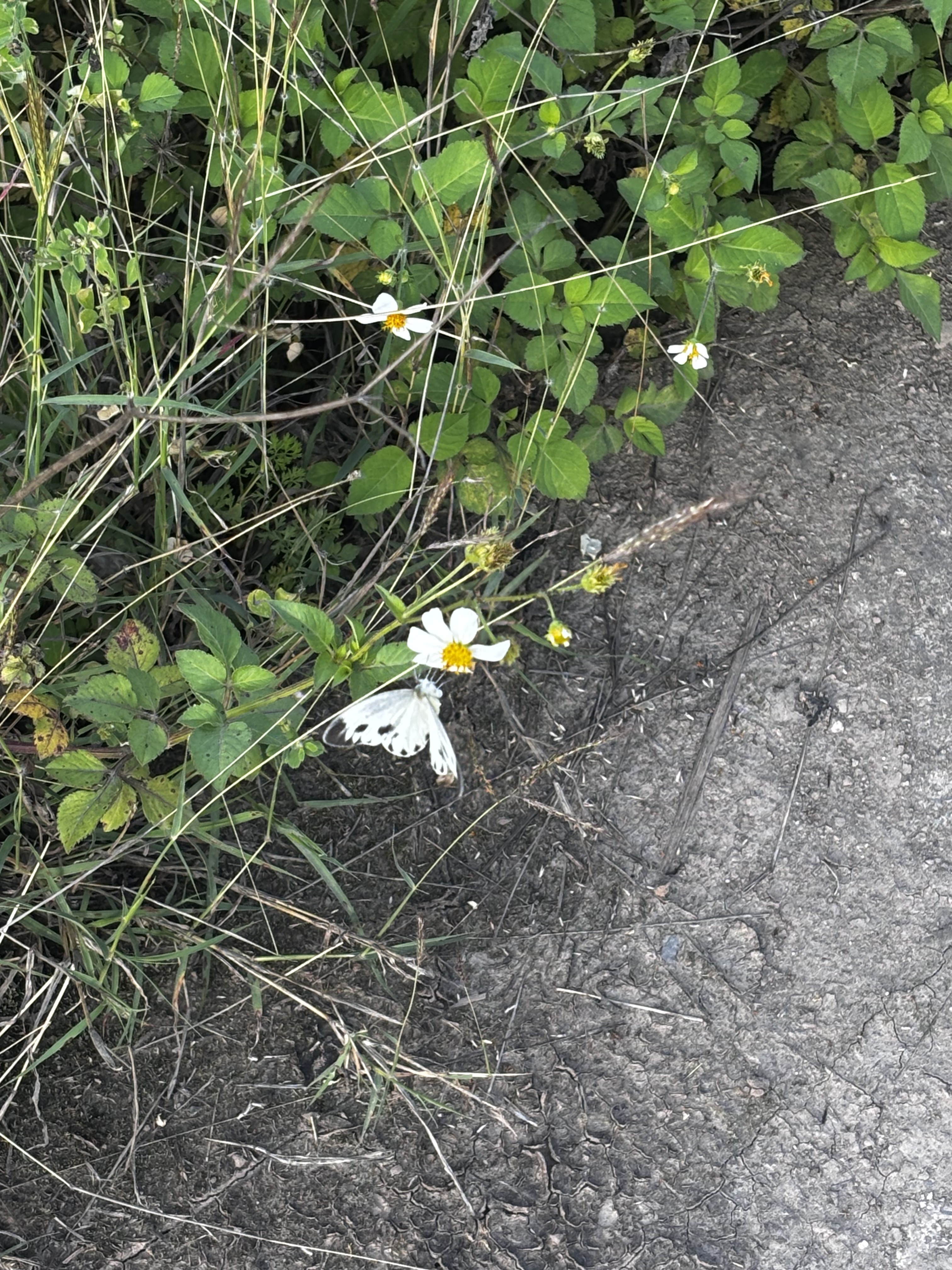 东方菜粉蝶