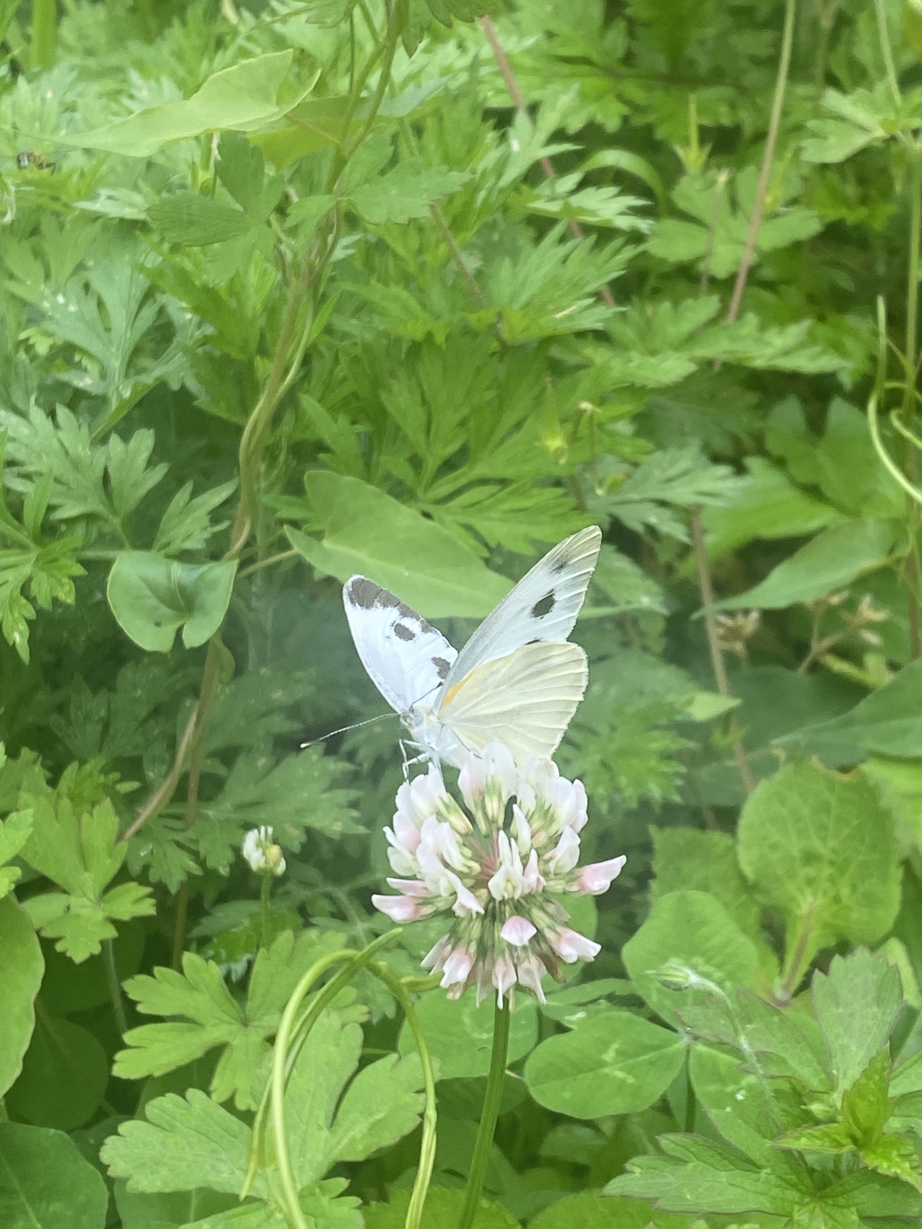 东方菜粉蝶