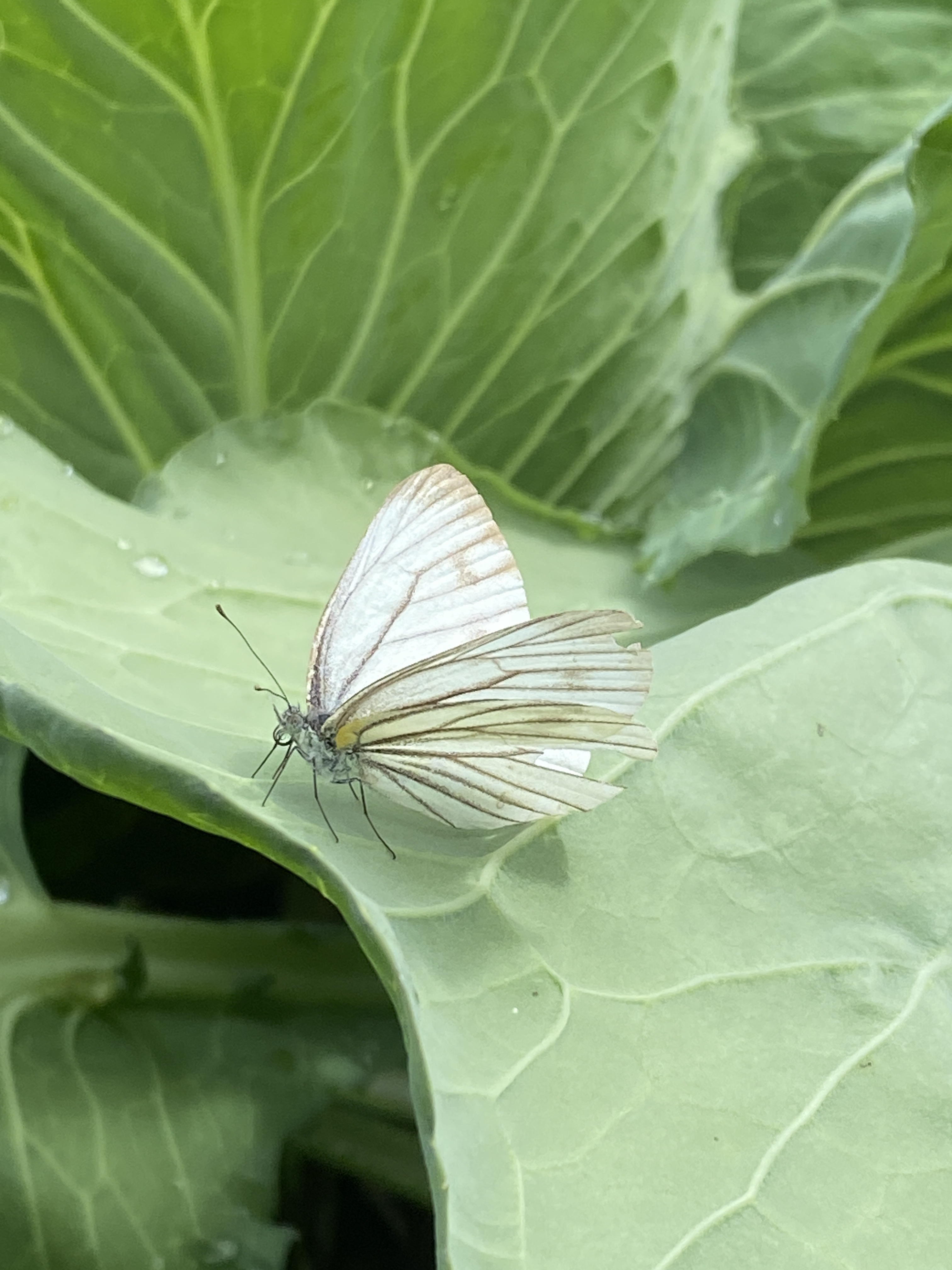 黑纹粉蝶