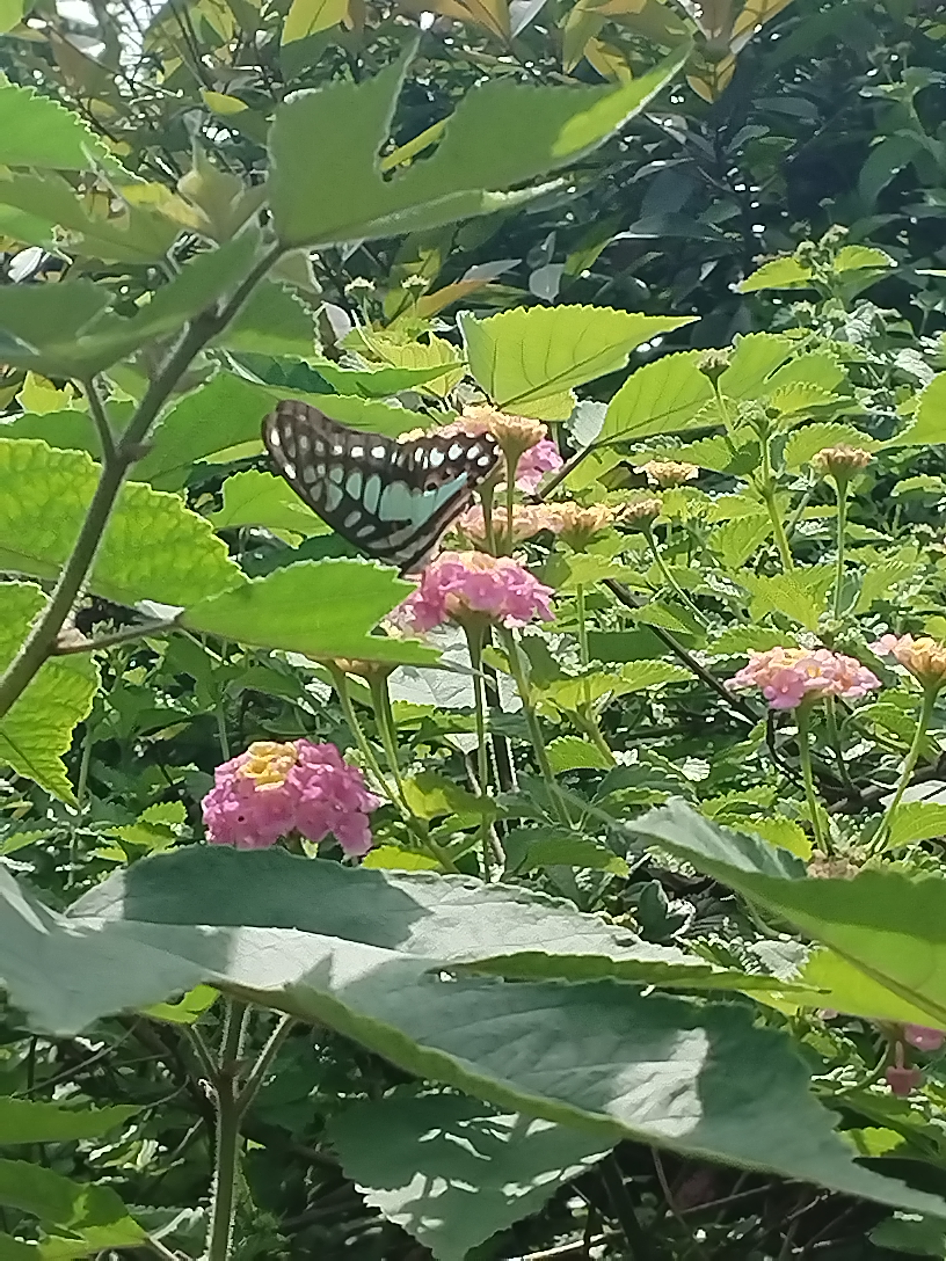 木兰青凤蝶