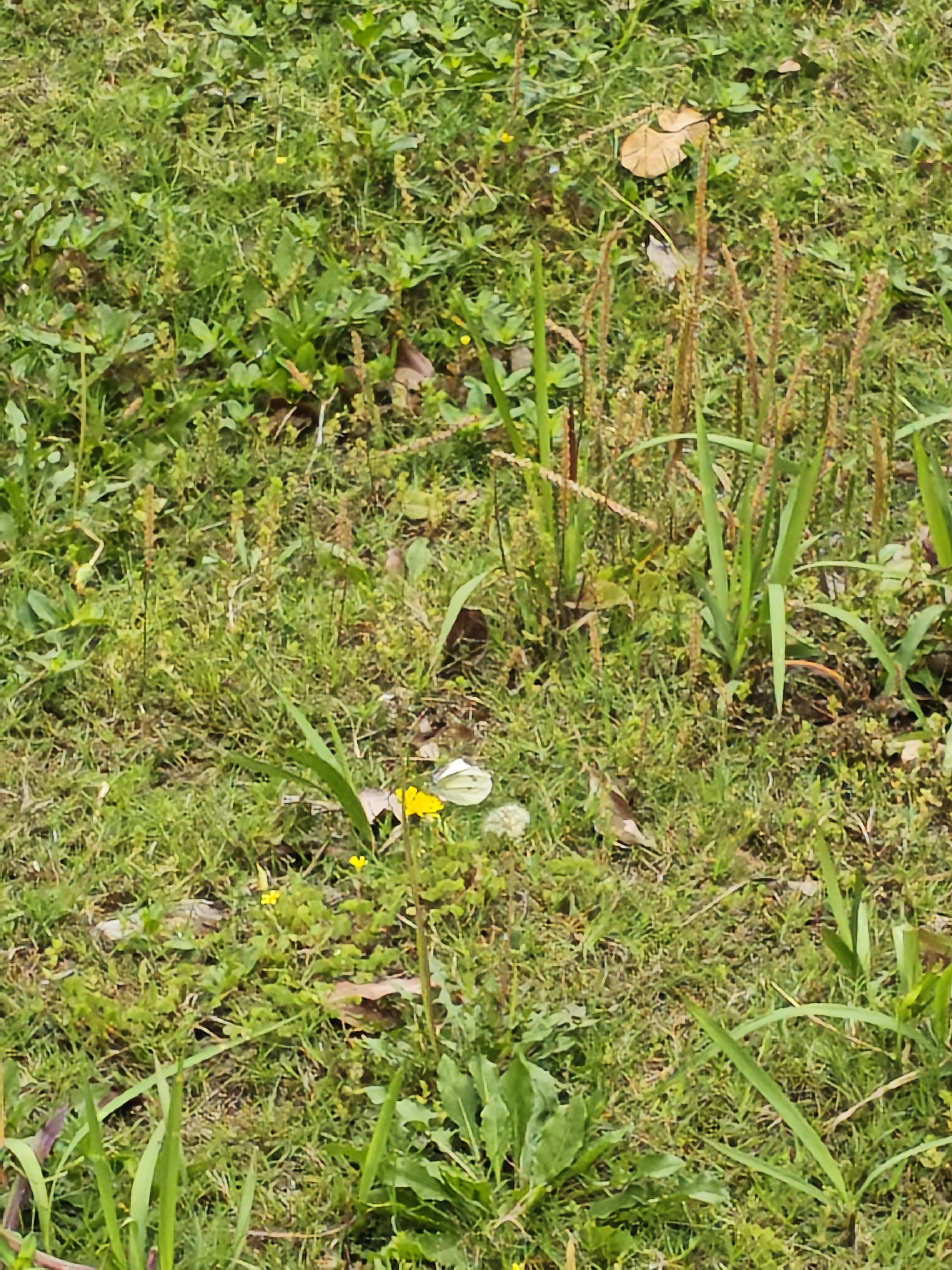 菜粉蝶