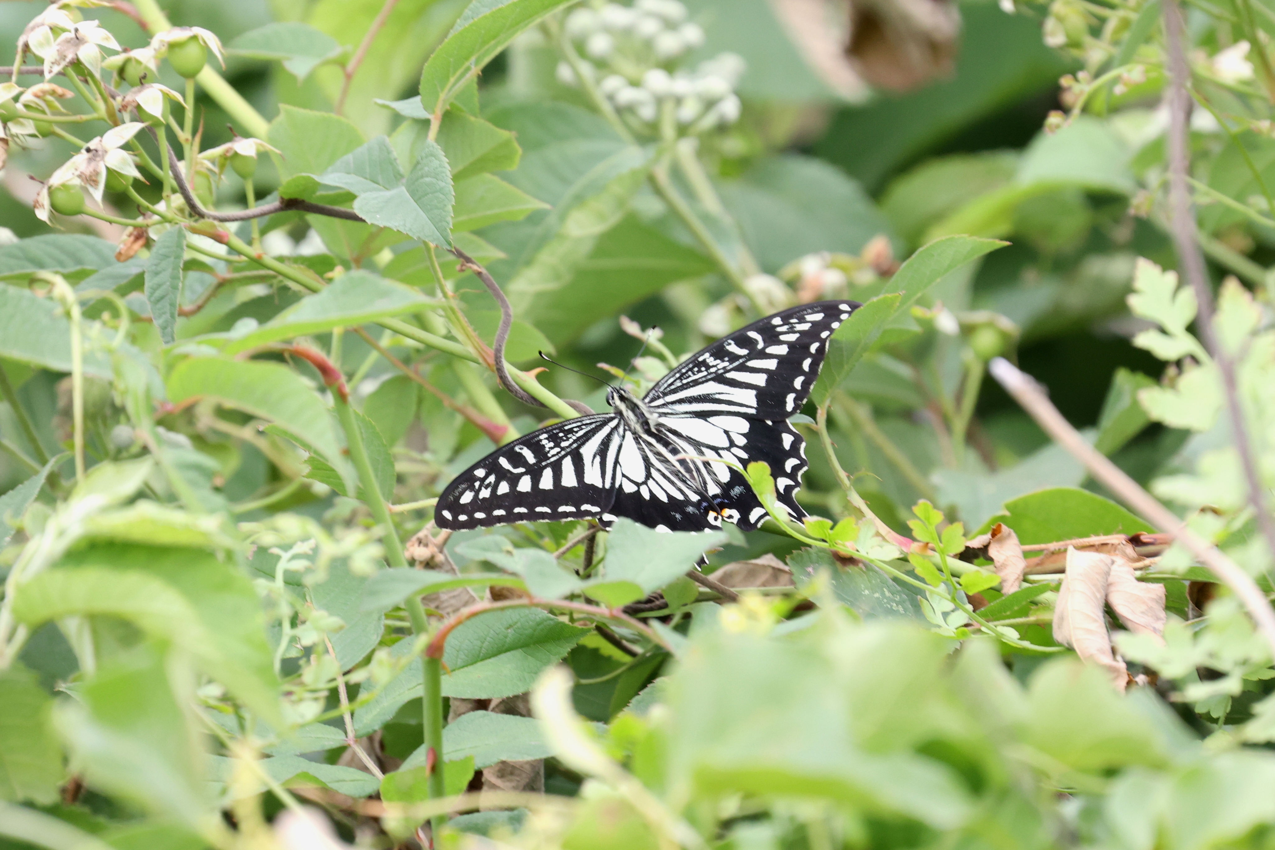柑橘凤蝶