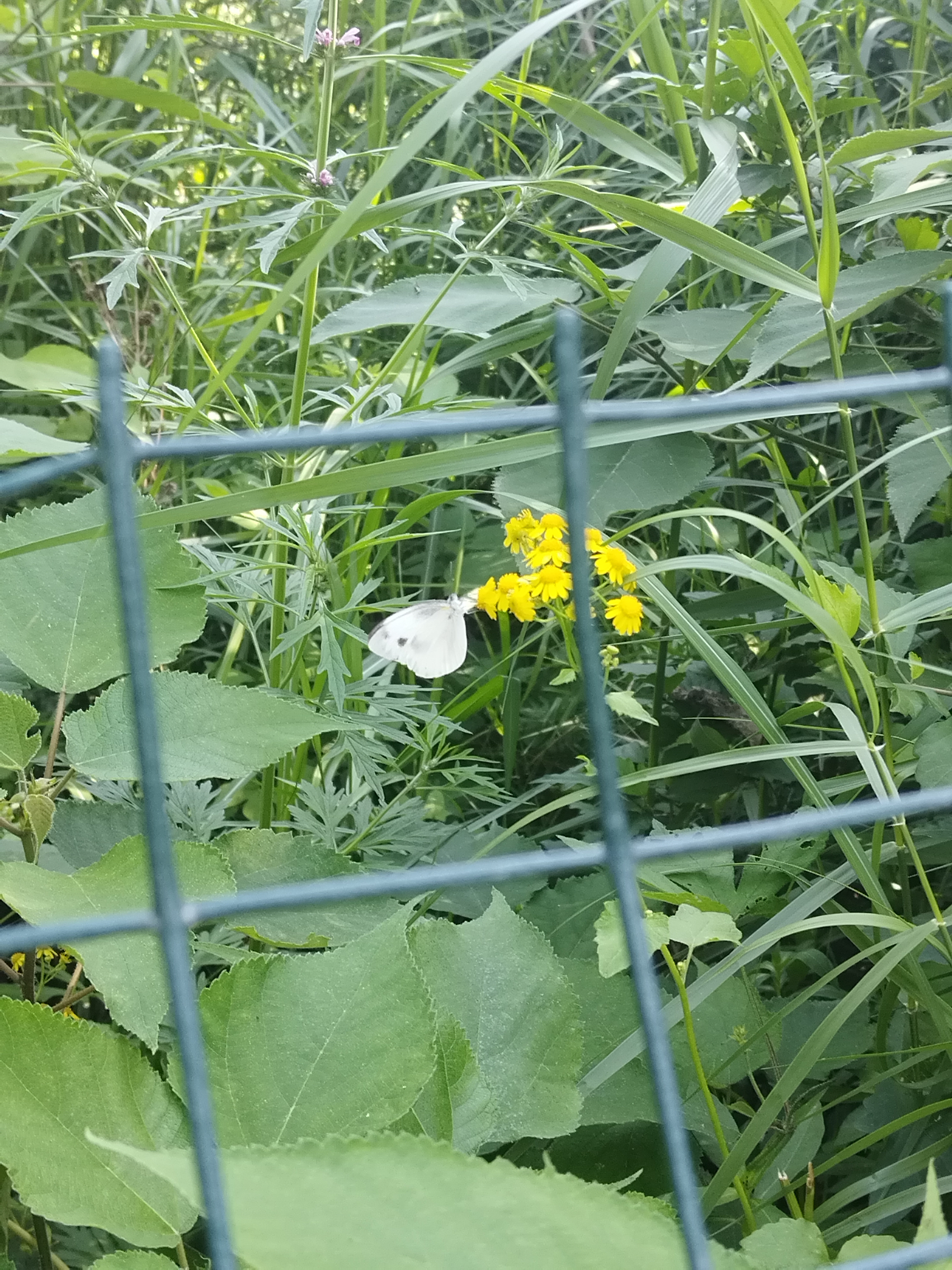 东方菜粉蝶