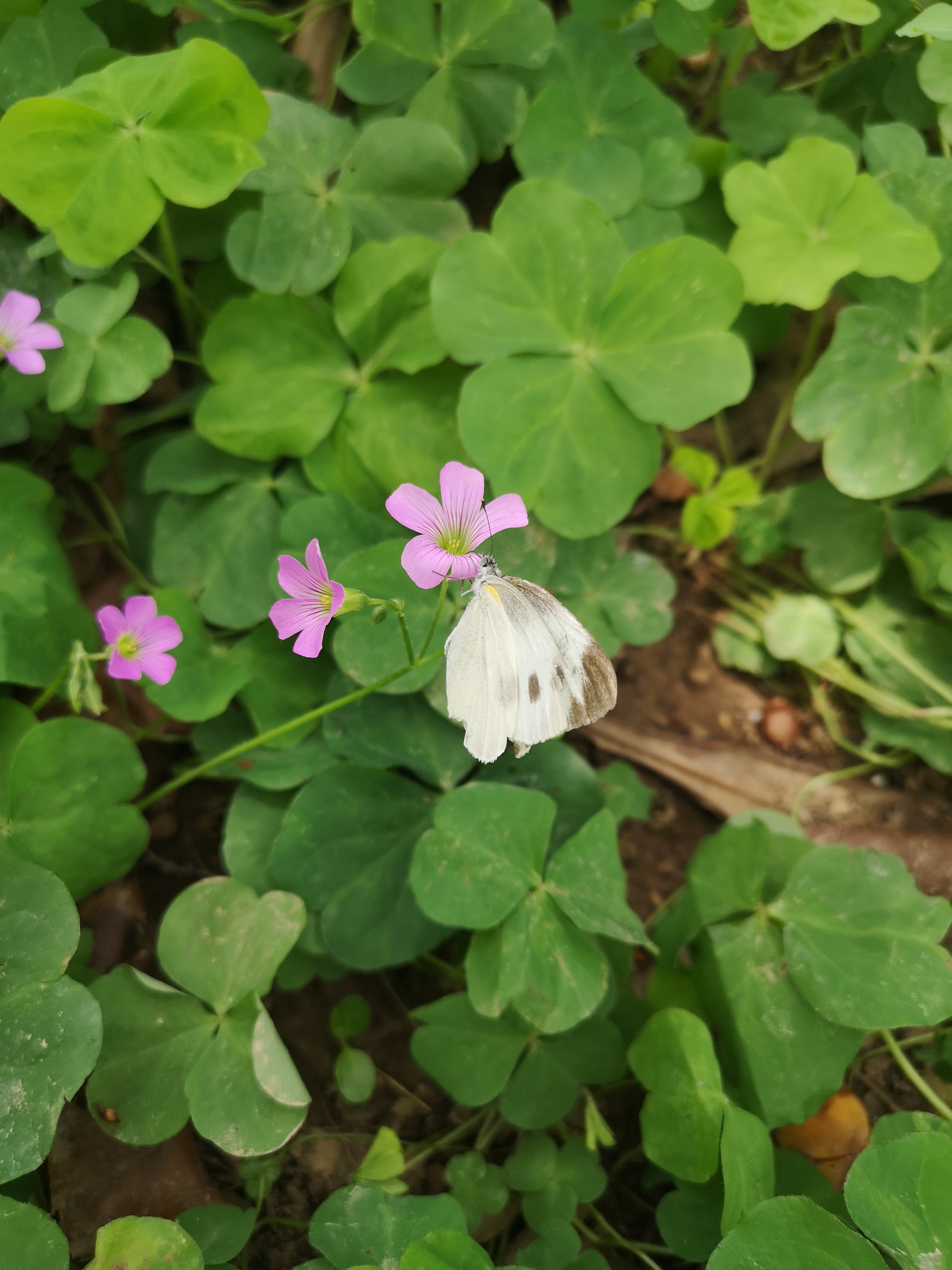 东方菜粉蝶