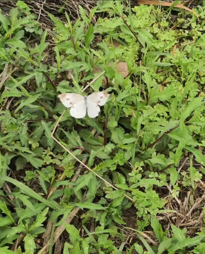 菜粉蝶