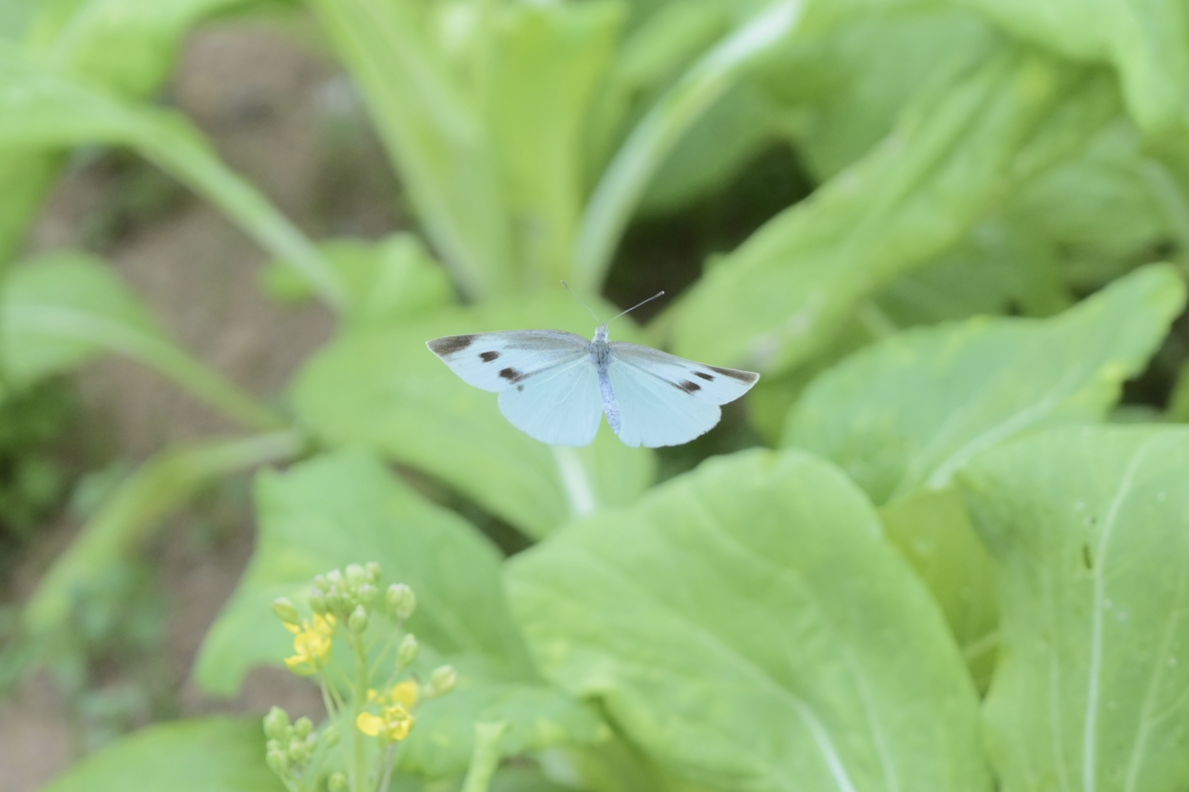 菜粉蝶