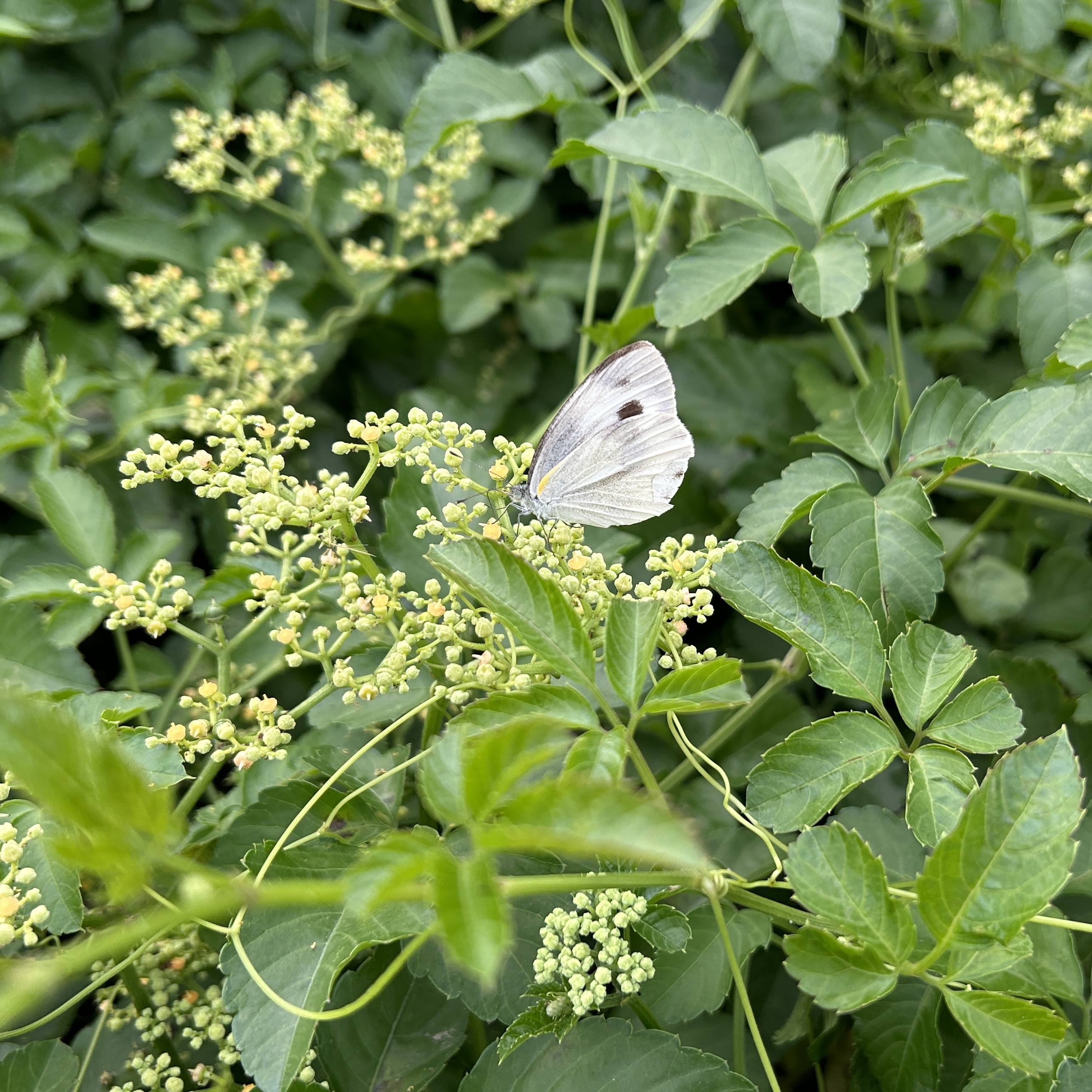 东方菜粉蝶