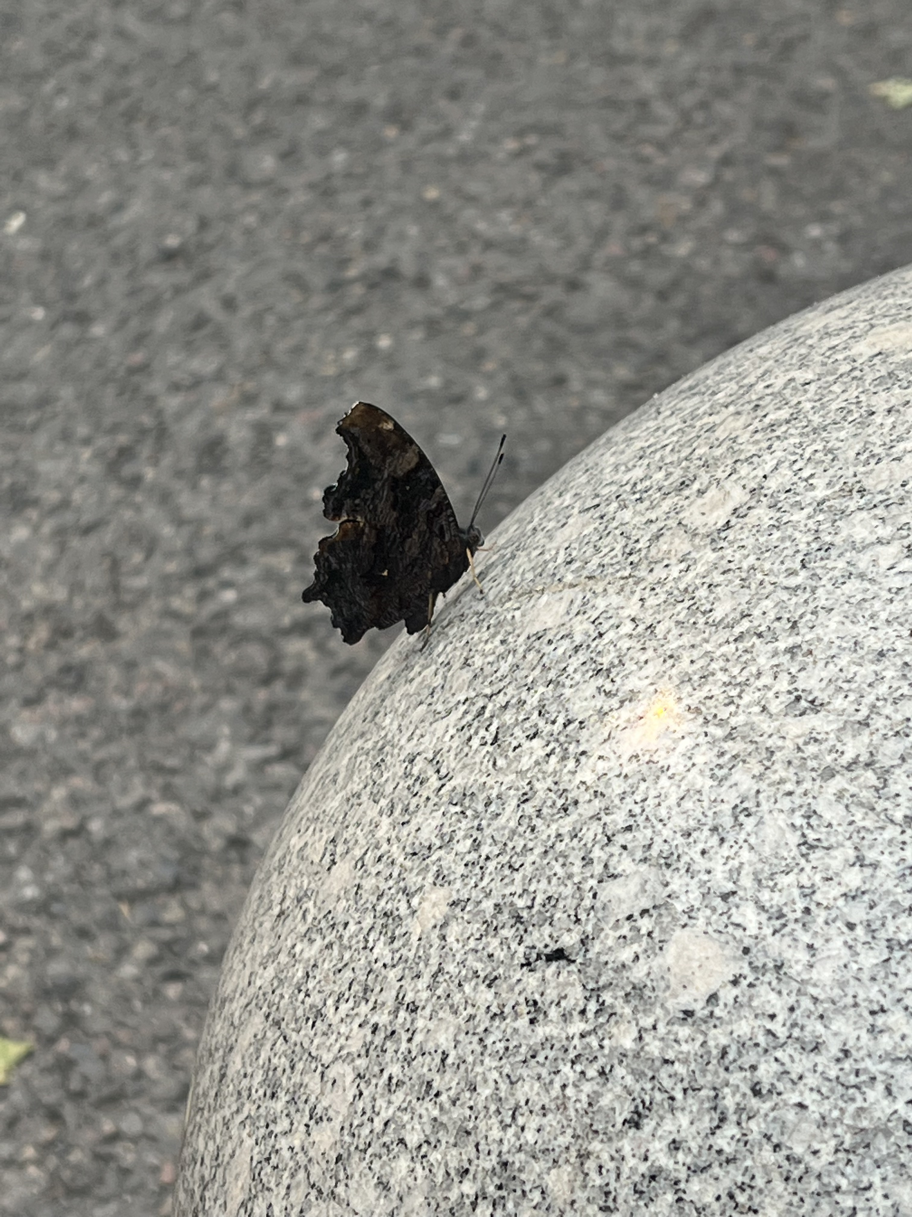 琉璃蛱蝶