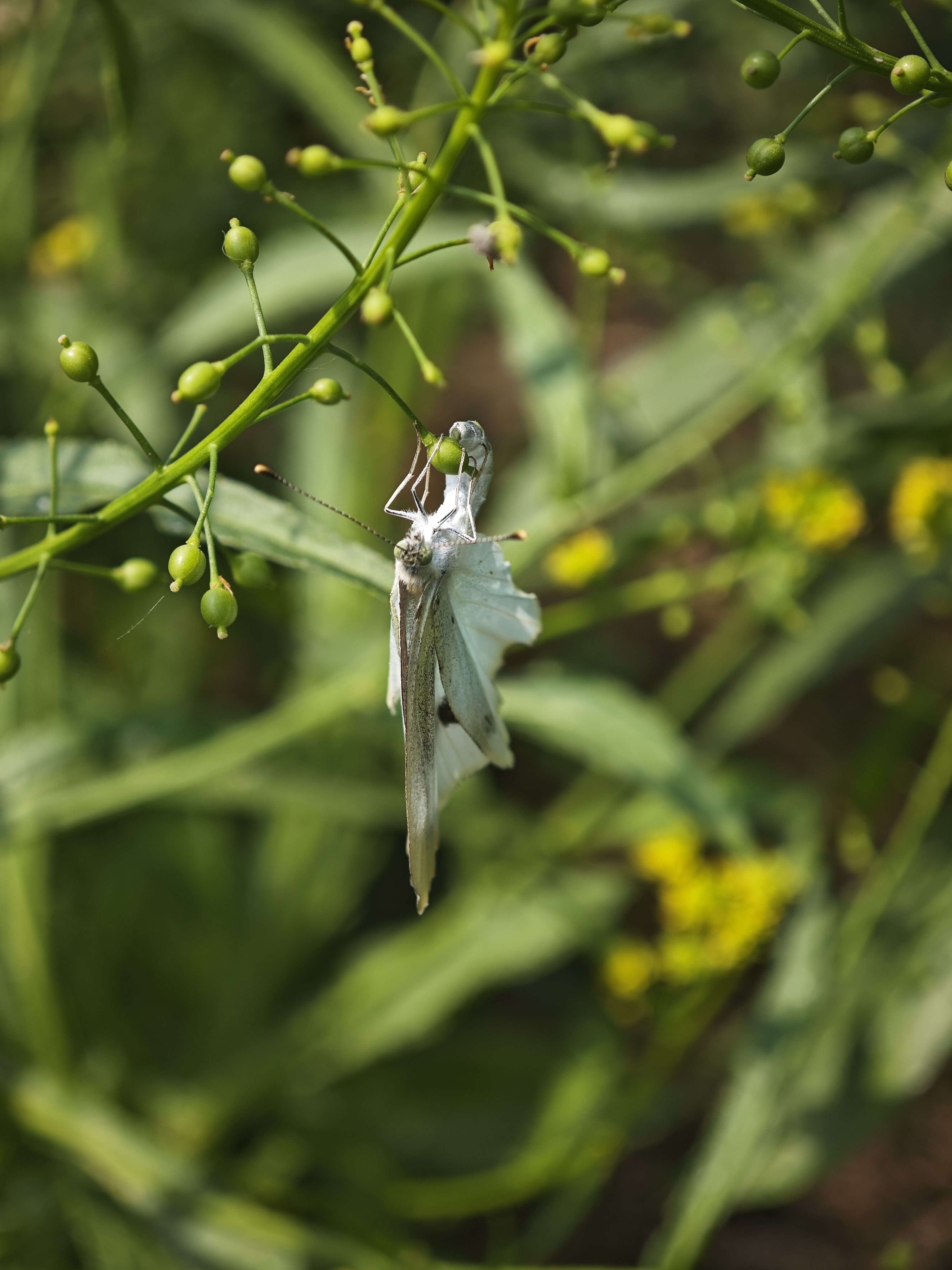 菜粉蝶