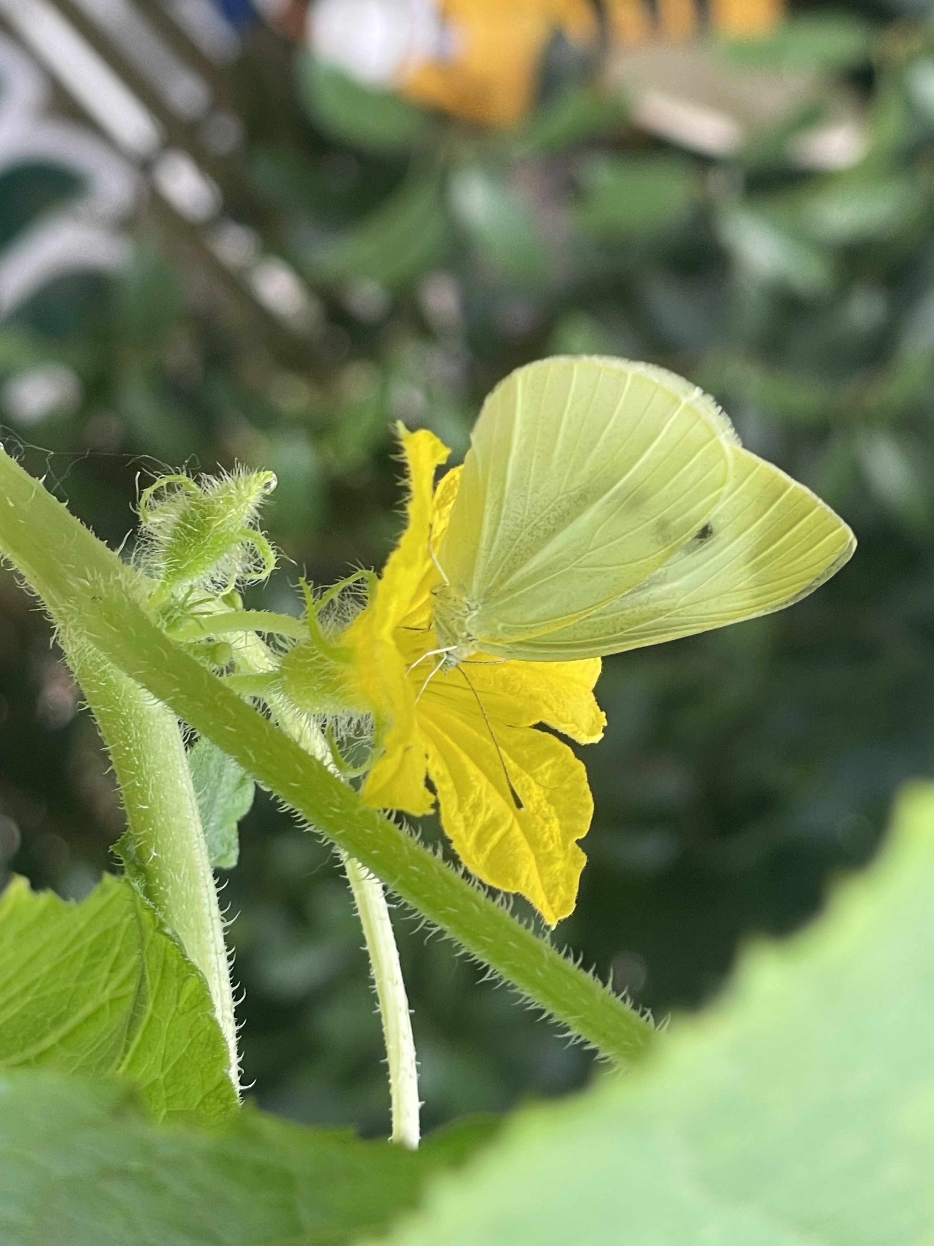 菜粉蝶