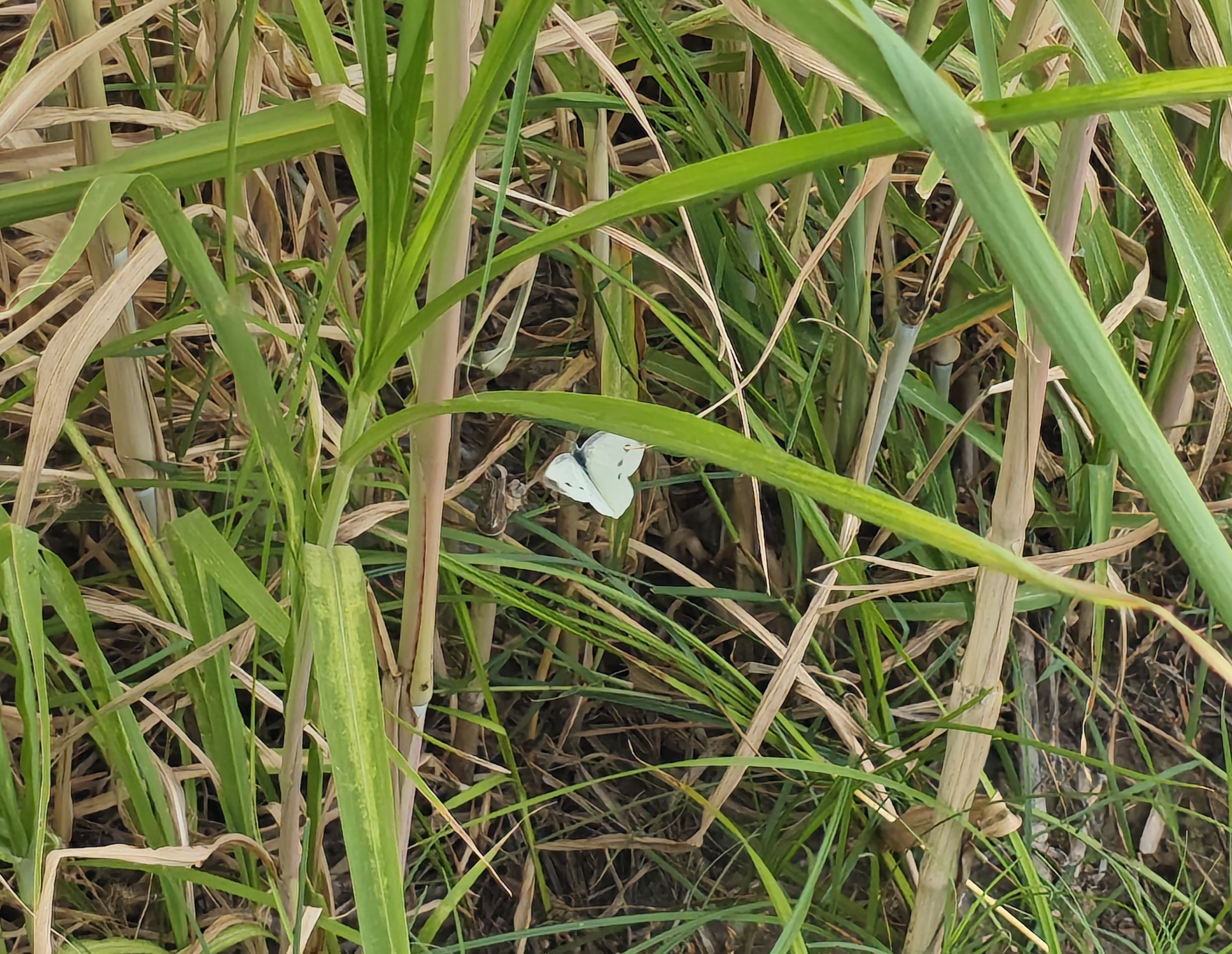 菜粉蝶