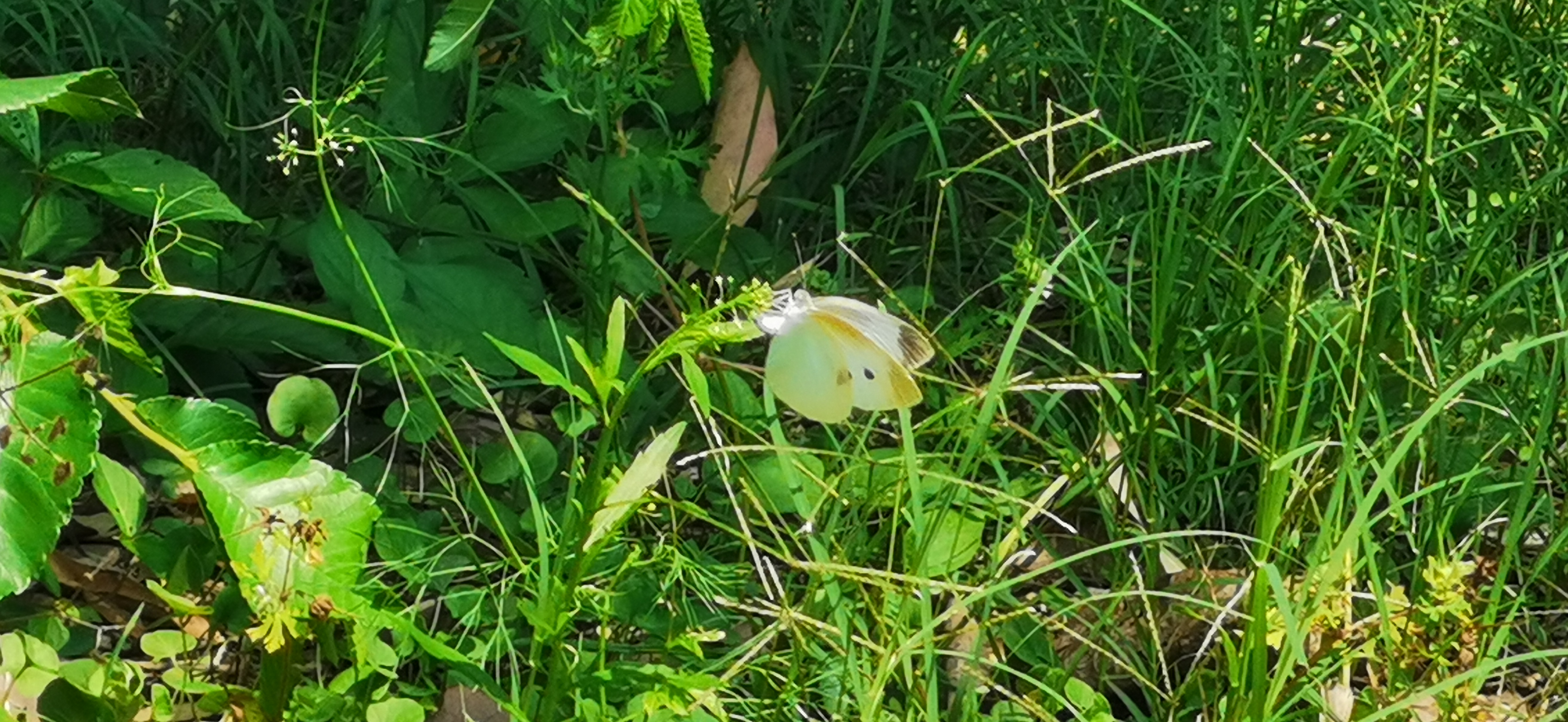 菜粉蝶