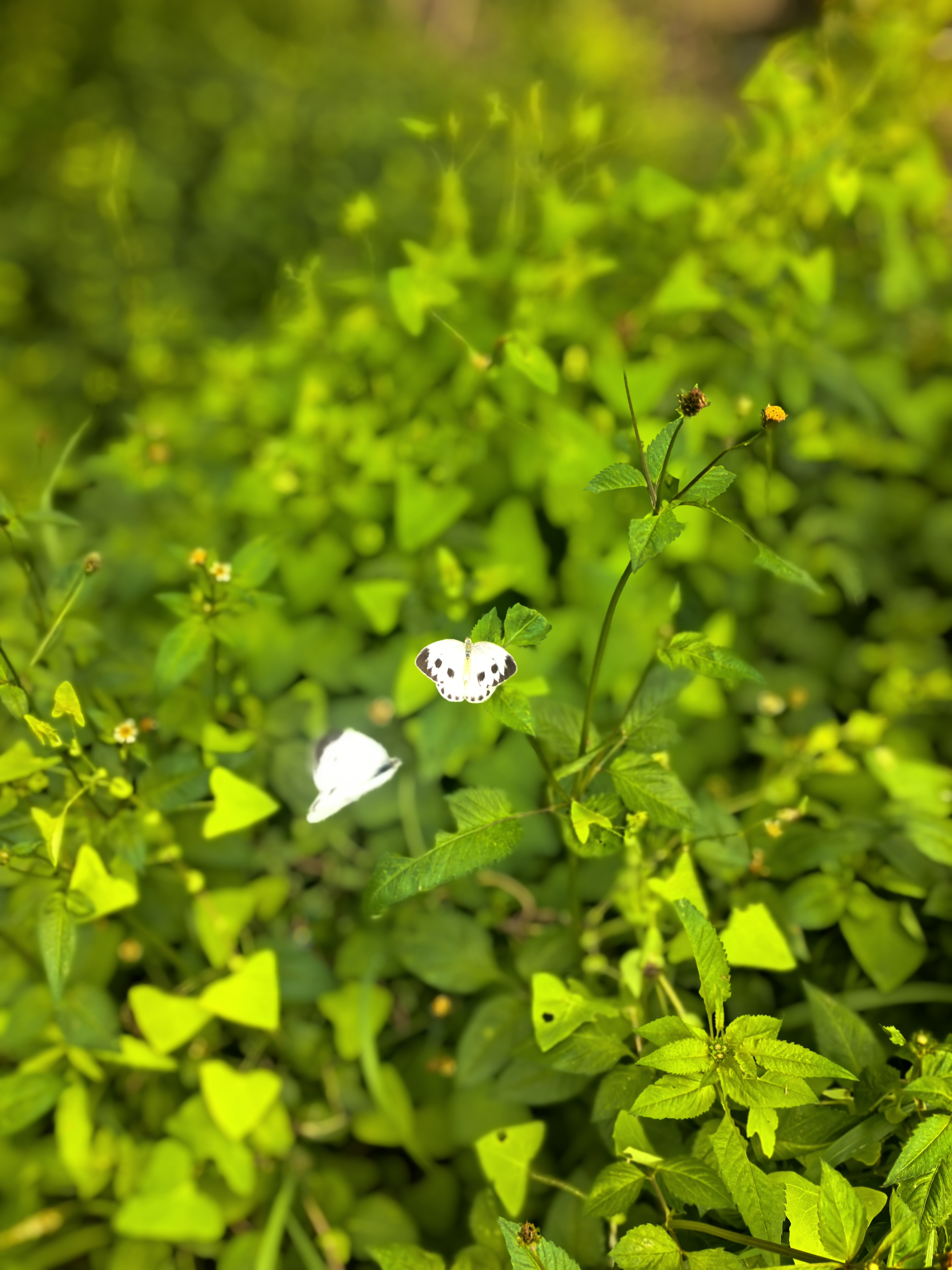 东方菜粉蝶