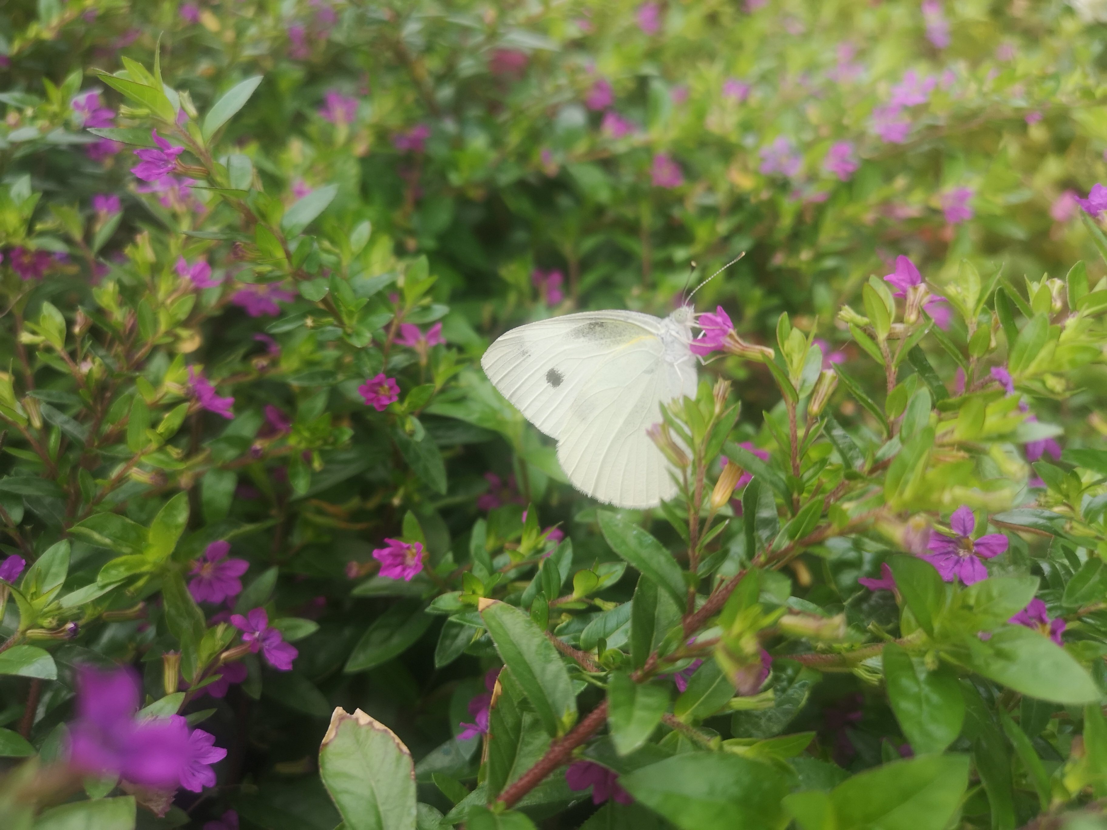 菜粉蝶