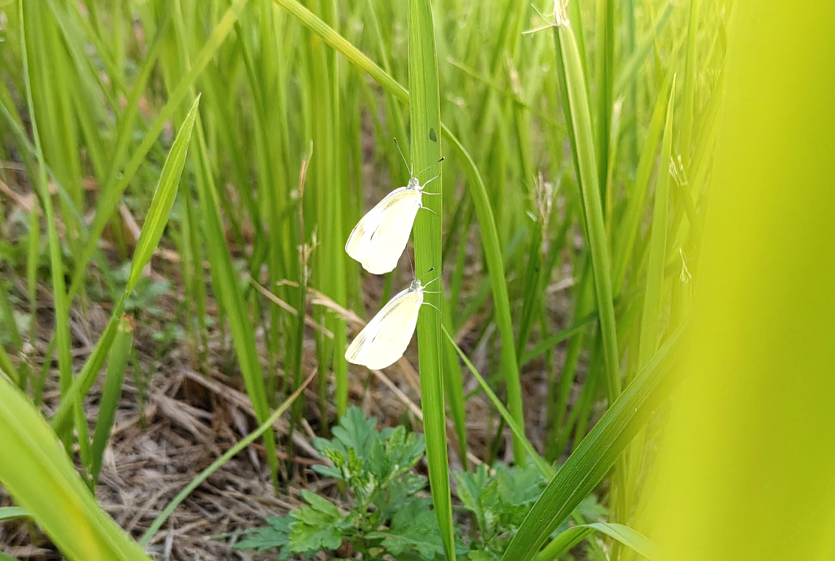 菜粉蝶