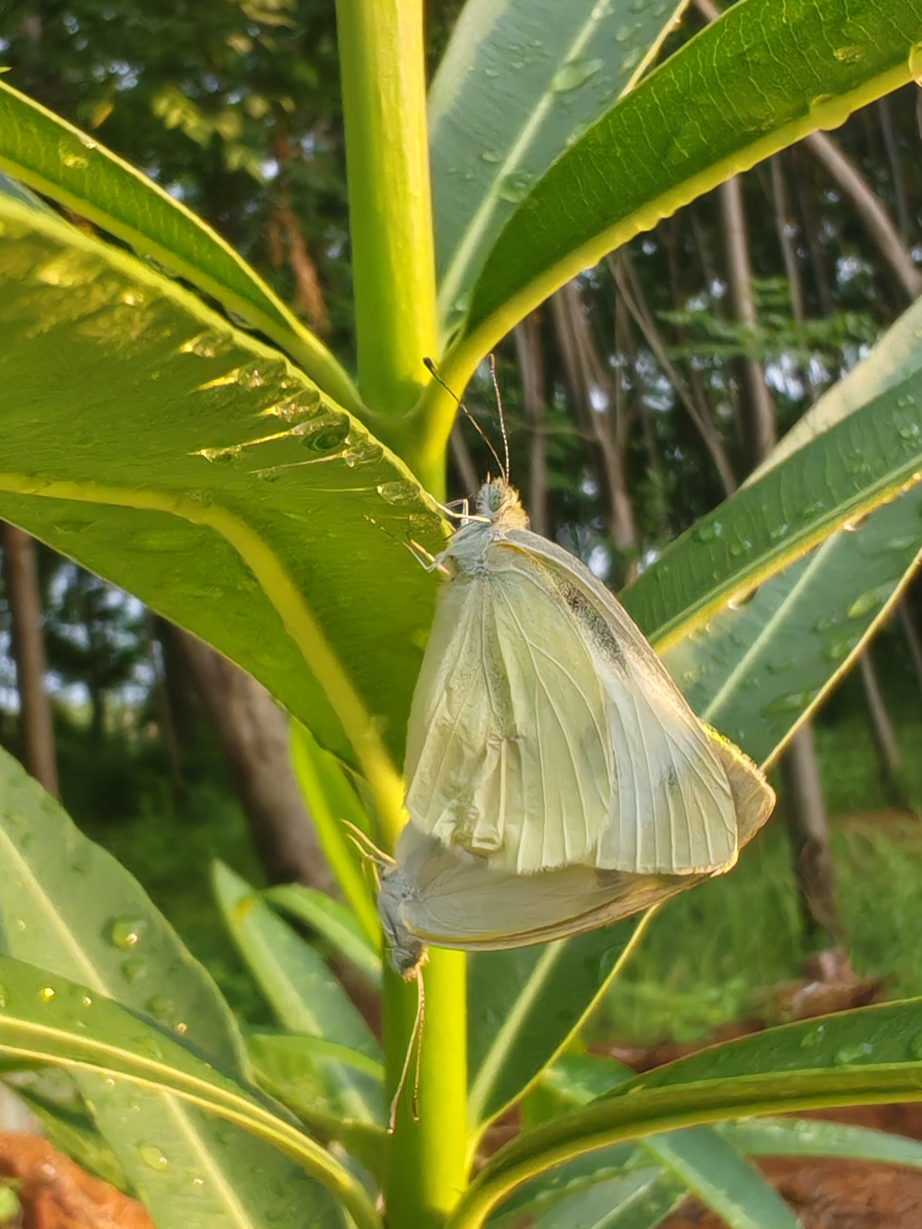 菜粉蝶