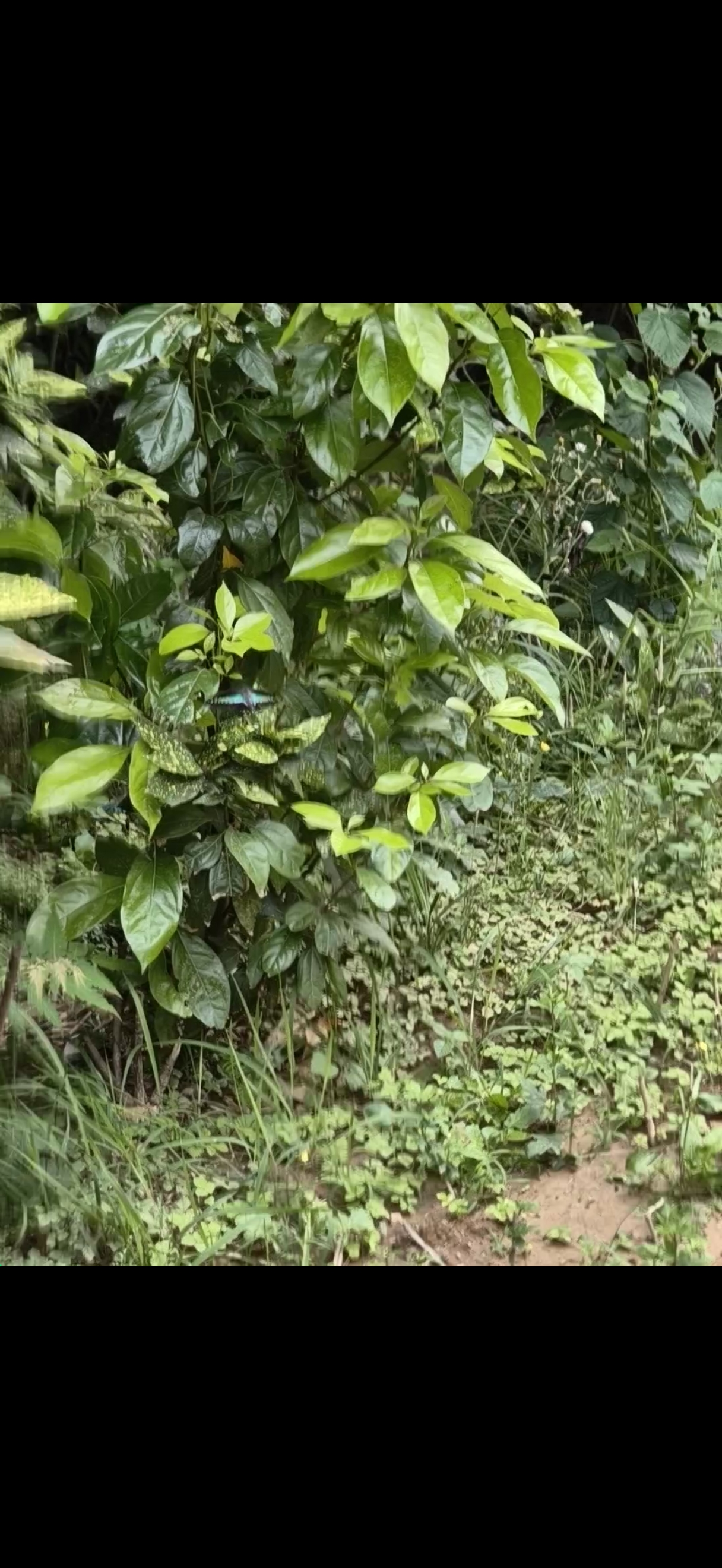 青凤蝶