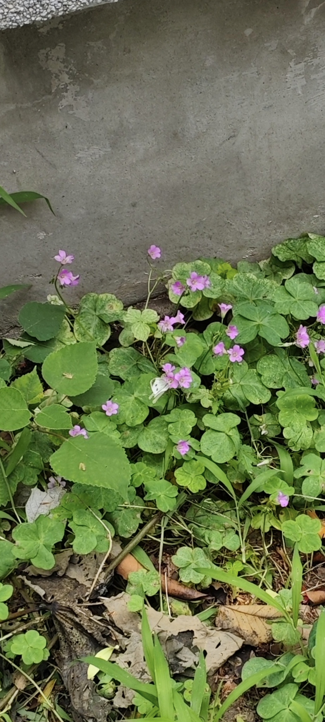 菜粉蝶